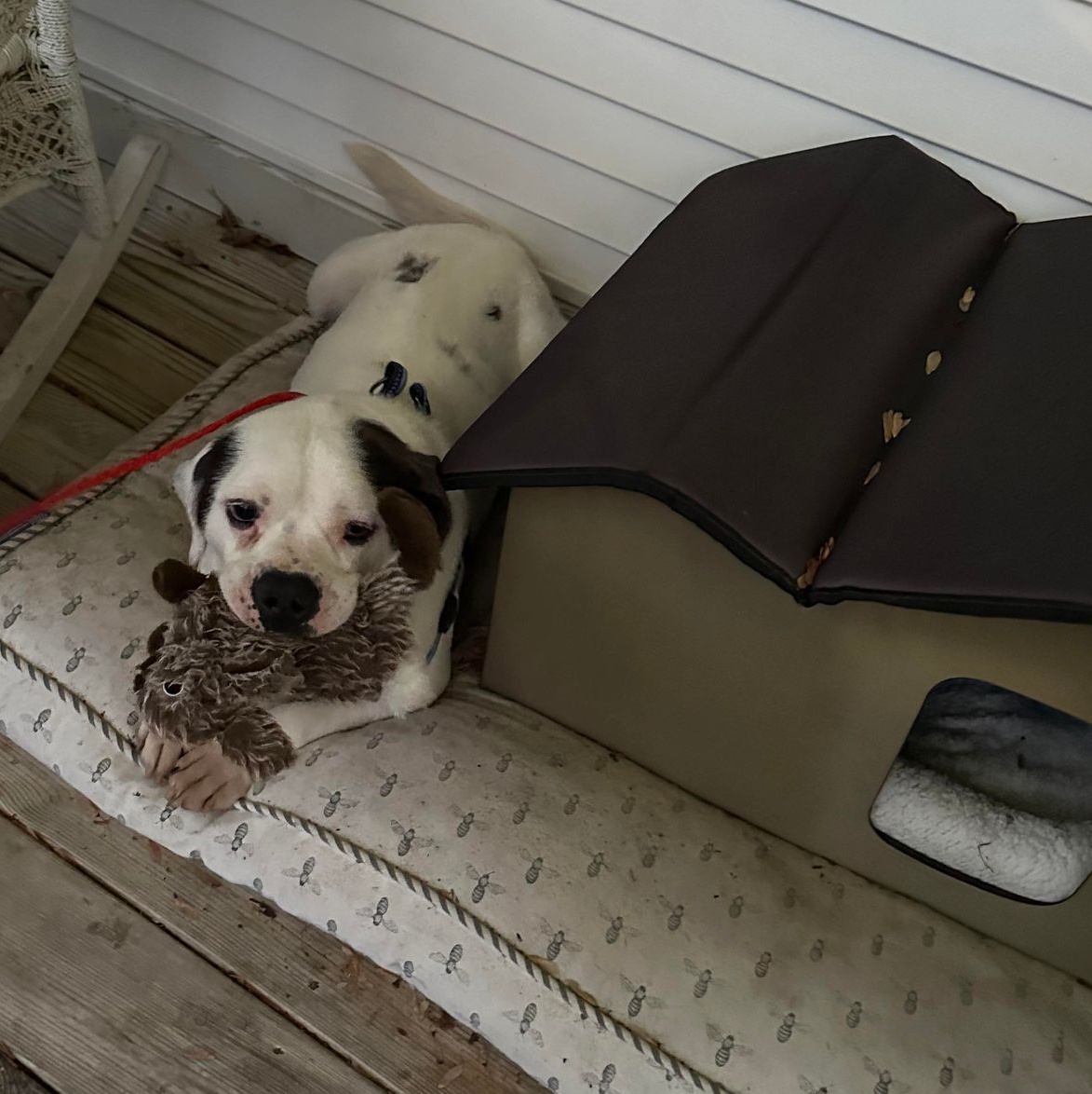 Barrett, a Adopted American Bulldog in Middletown, NY image 2/6