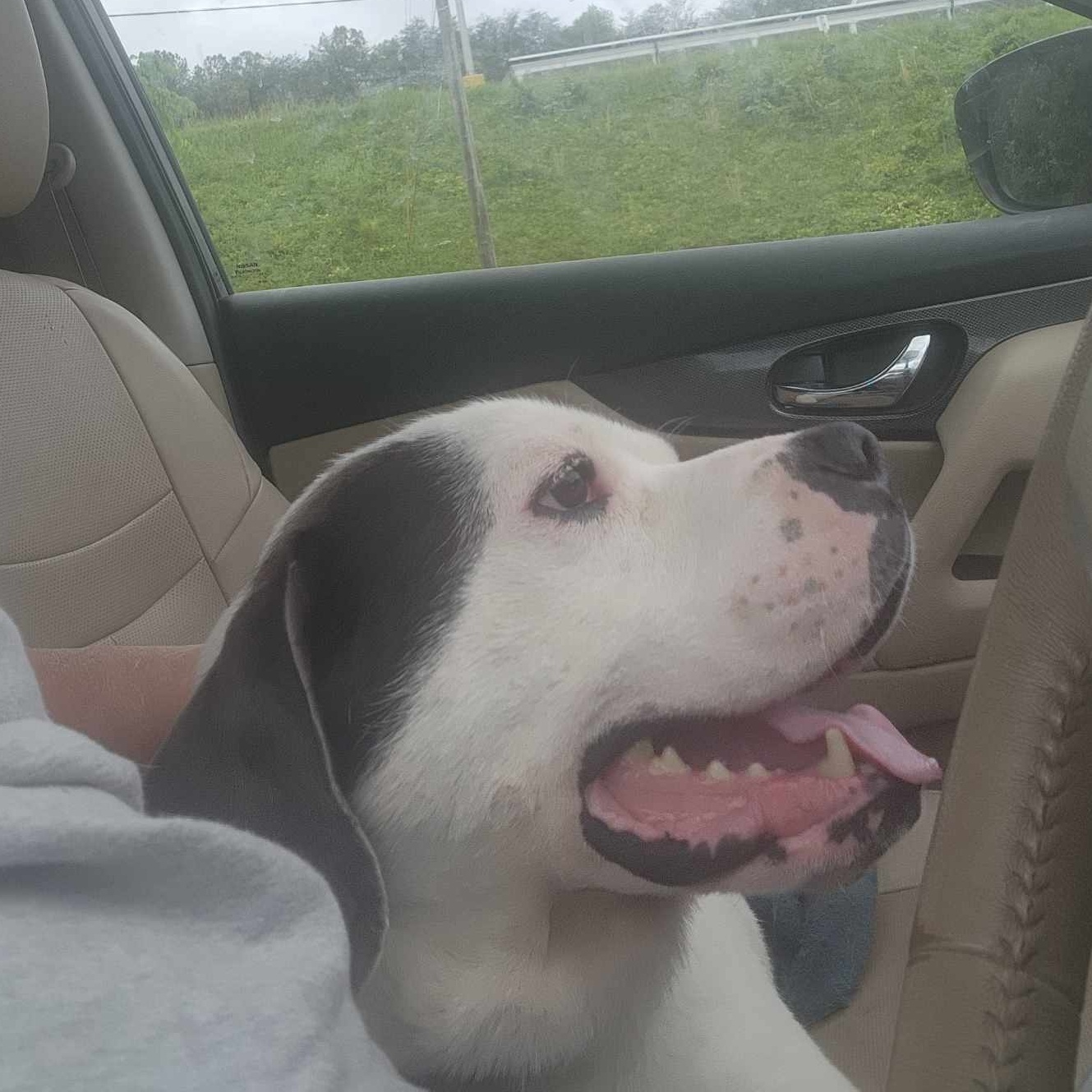 Barrett, Adopted, Adult Male American Bulldog.