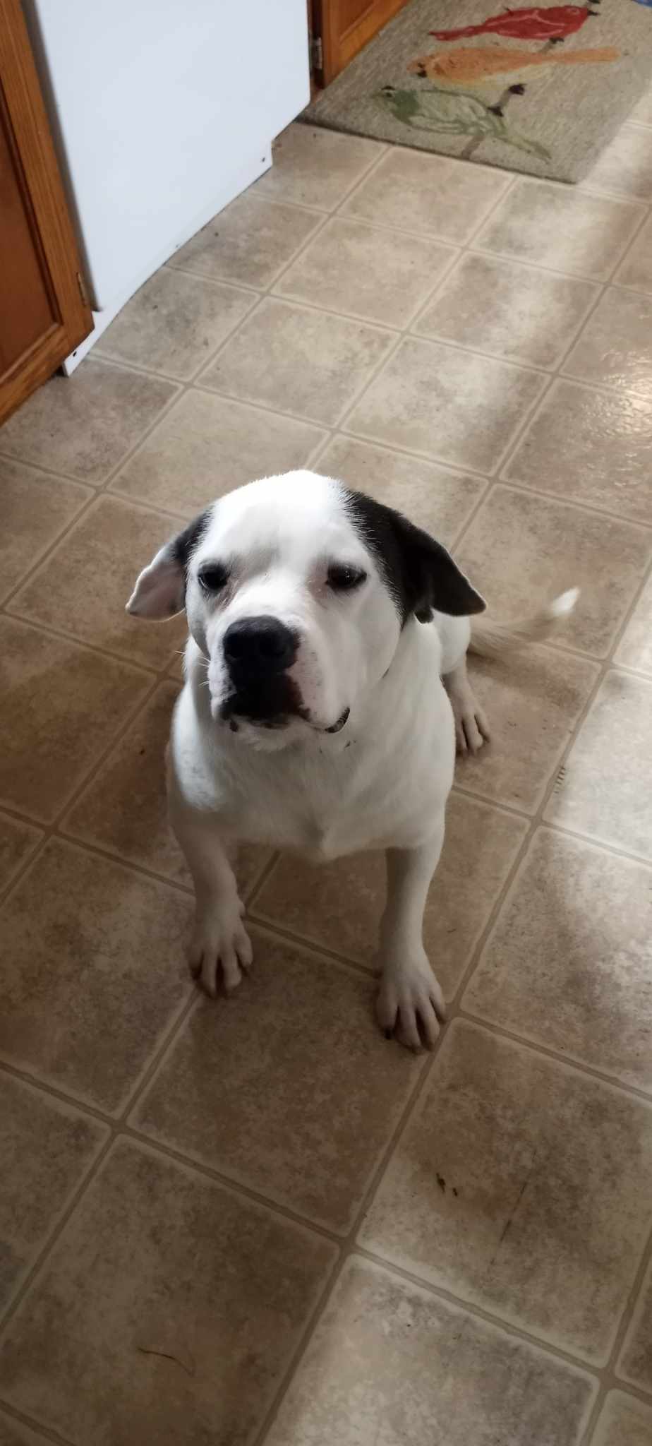 Barrett, a Adopted American Bulldog in Middletown, NY image 4/6
