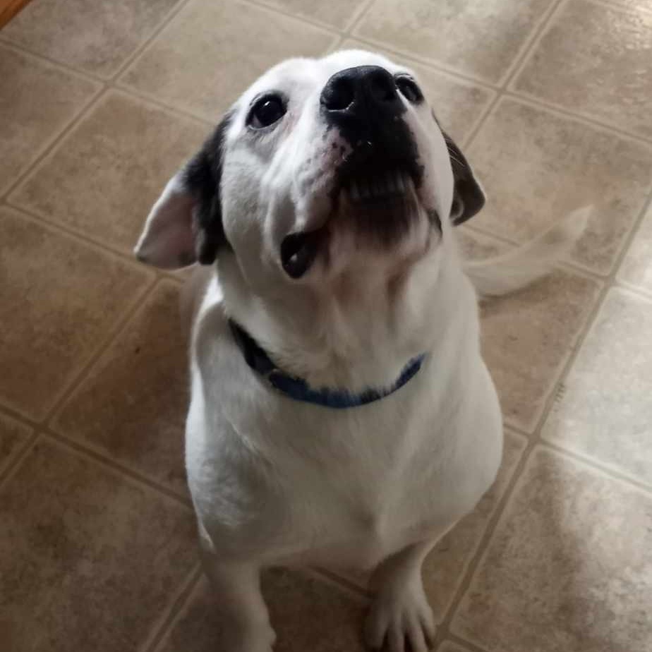 Barrett, a Adopted American Bulldog in Middletown, NY image 5/6