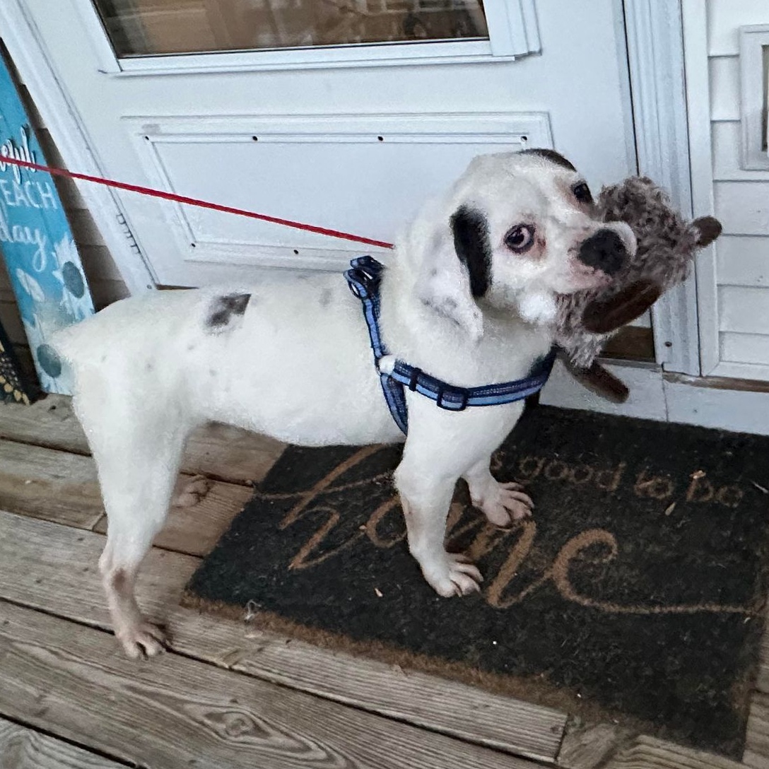 Barrett, a Adopted American Bulldog in Middletown, NY image 6/6
