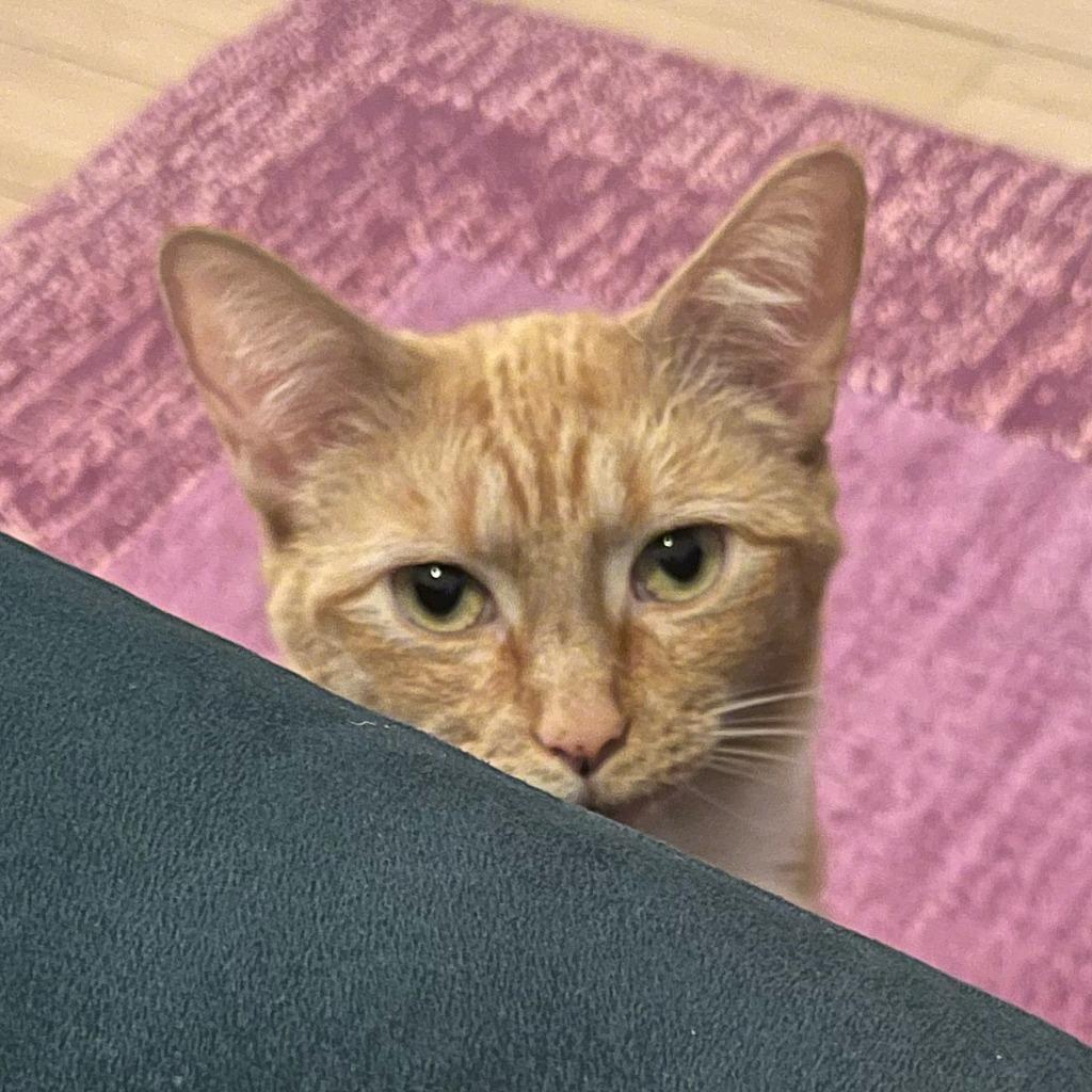 Enlarge Goldie, a Adopted mixed breed in Brooklyn, NY image 1/3