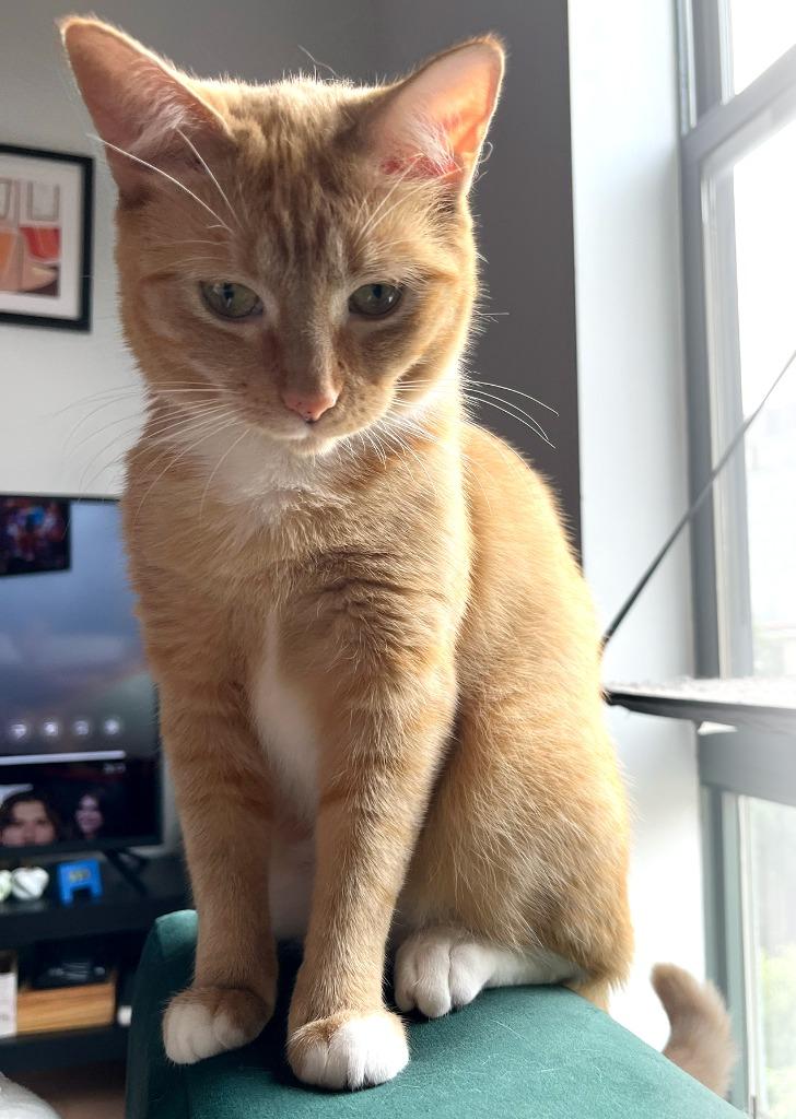 Enlarge Goldie, a Adopted mixed breed in Brooklyn, NY image 2/3