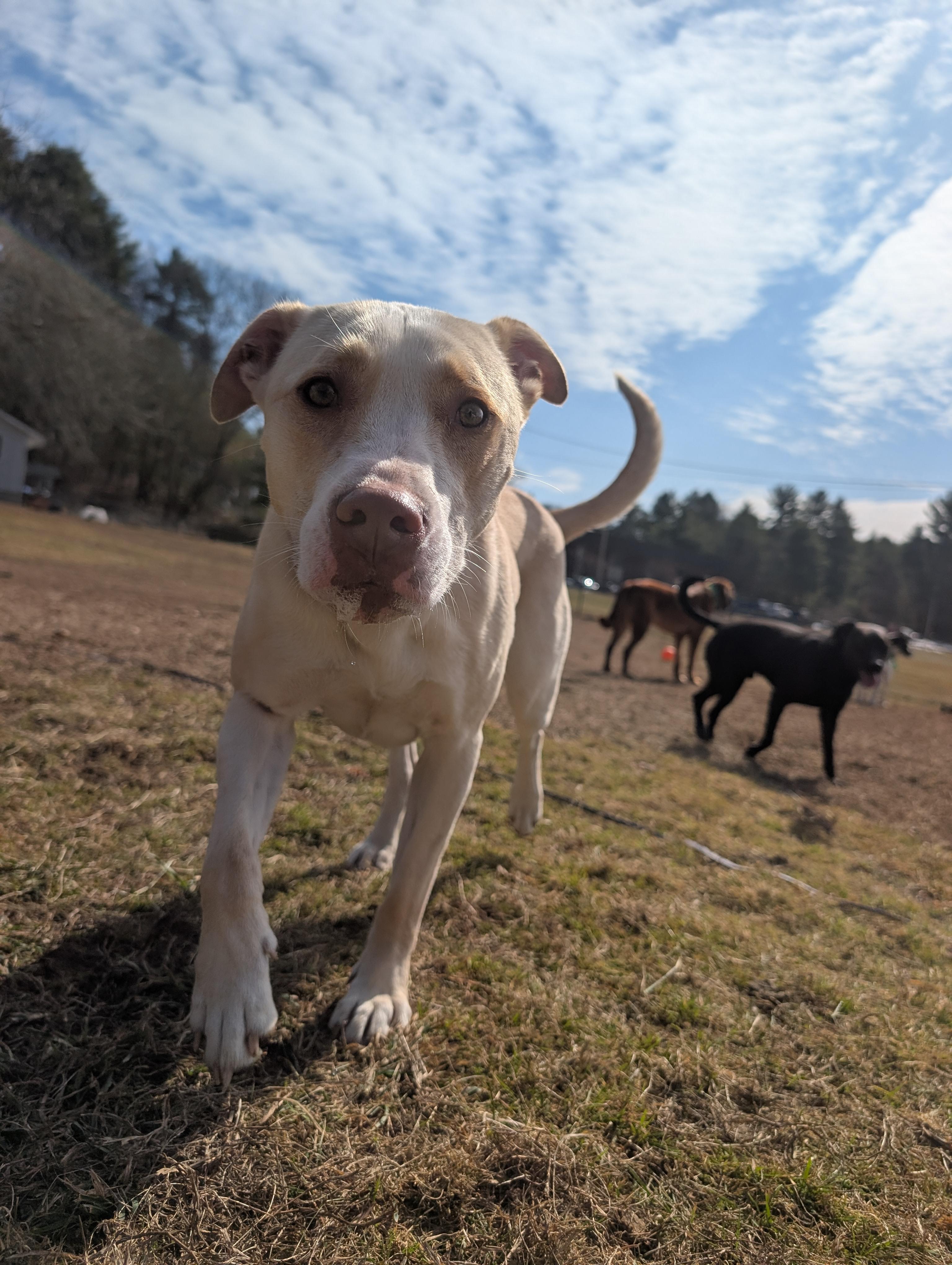 Honey, an adoptable Pit Bull Terrier in Mansfield Center, CT image 4/6