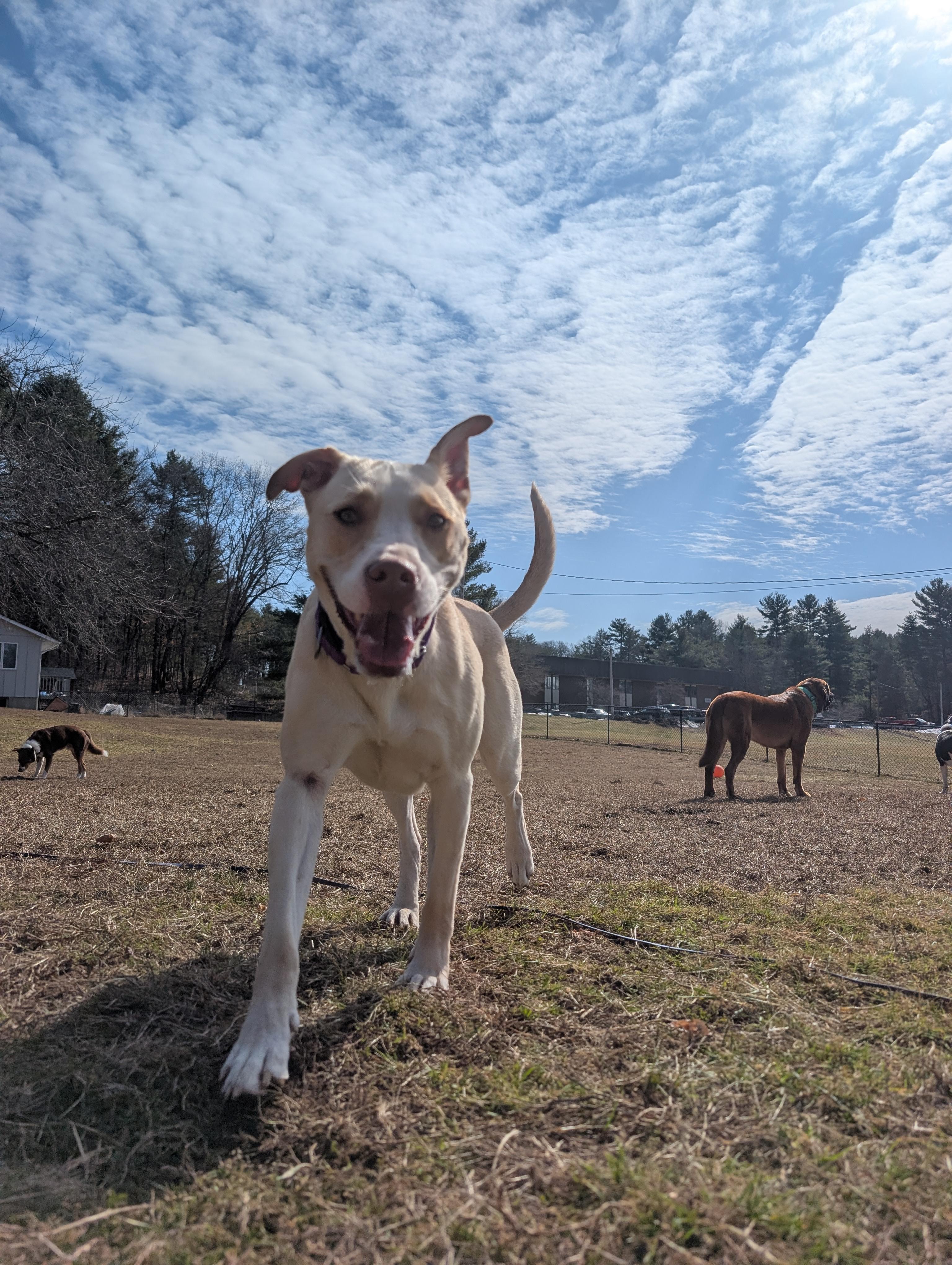 Honey, an adoptable Pit Bull Terrier in Mansfield Center, CT image 5/6