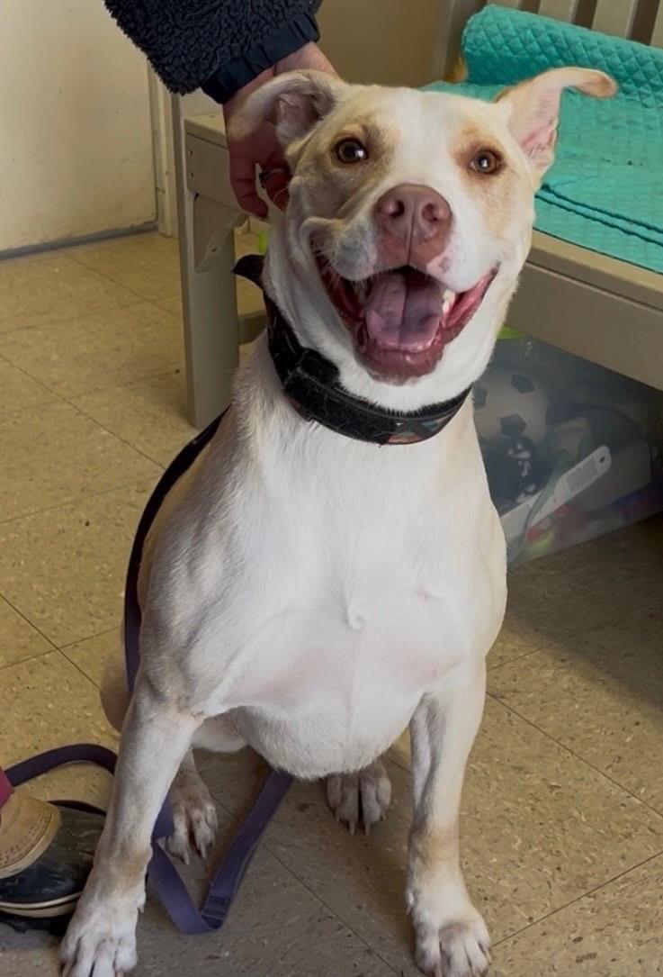 Honey, adopted, Adult Female Pit Bull Terrier.