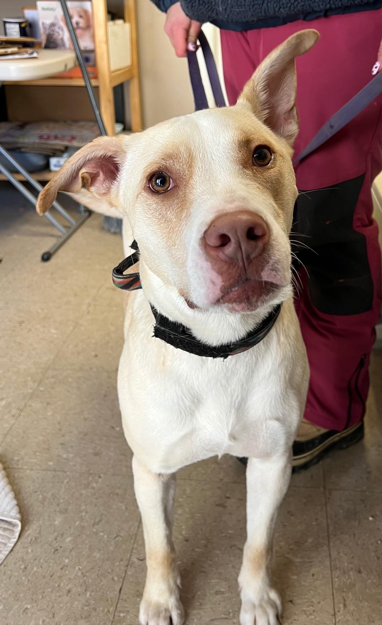 Enlarge Honey, an adopted Pit Bull Terrier in Mansfield Center, CT image 2/3