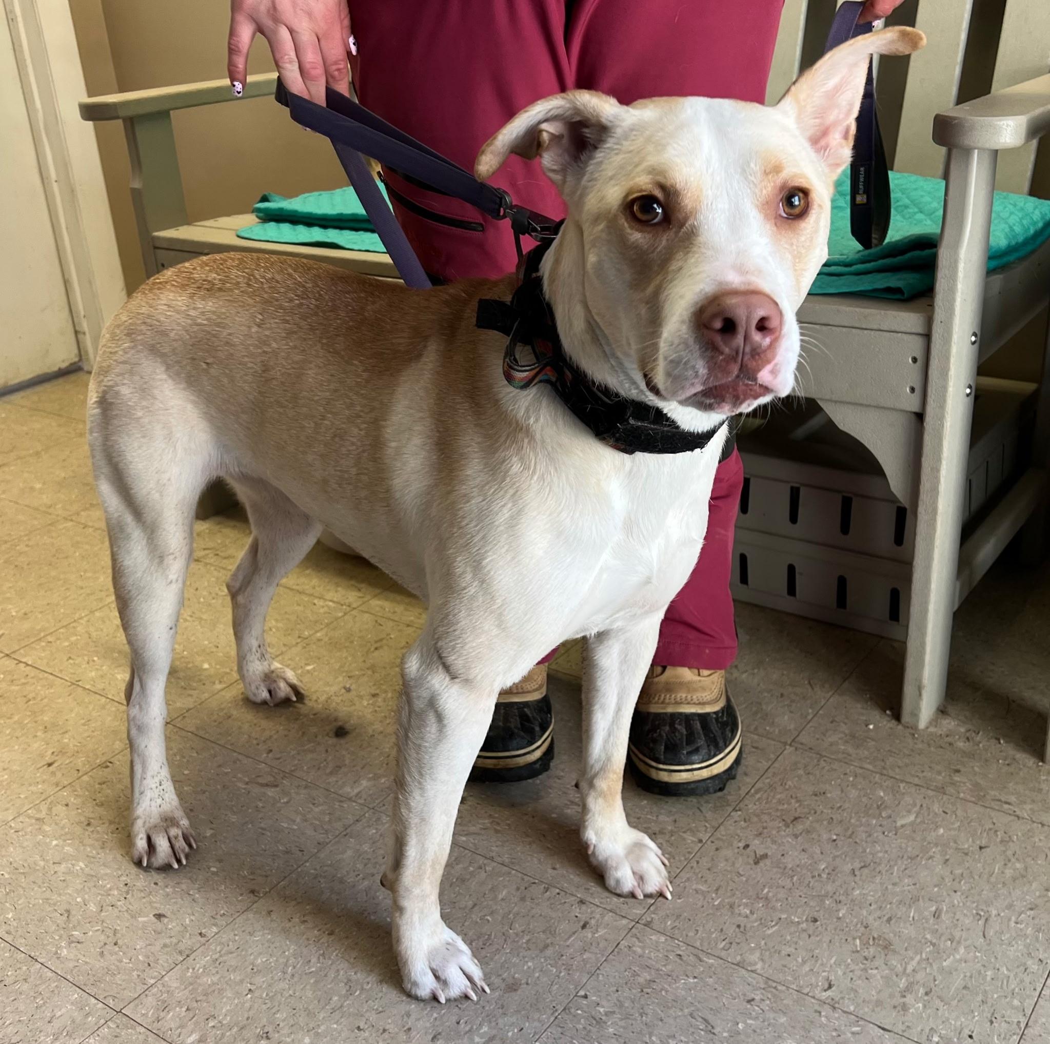 Enlarge Honey, an adopted Pit Bull Terrier in Mansfield Center, CT image 3/3