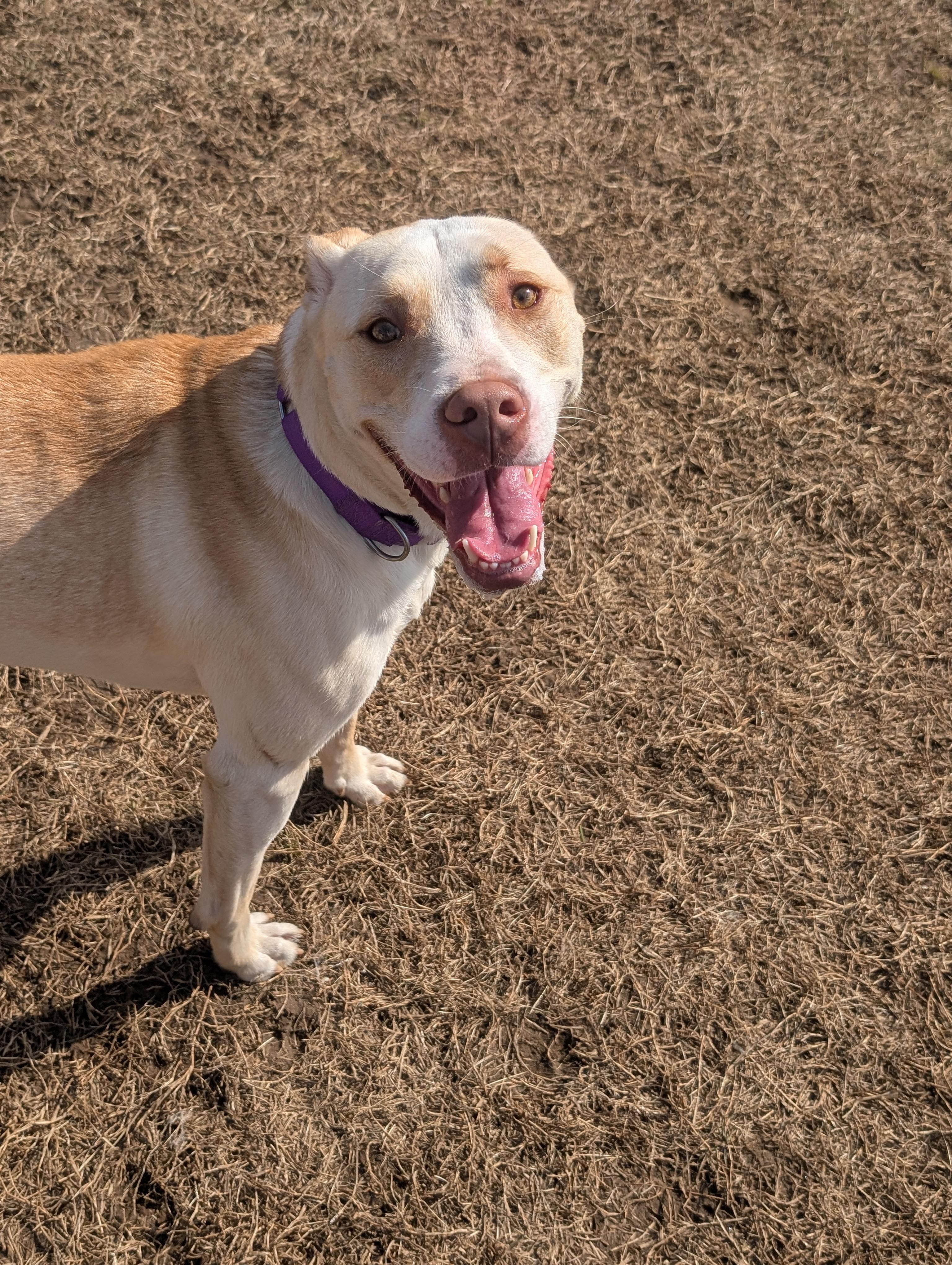 Honey, an adoptable Pit Bull Terrier in Mansfield Center, CT image 6/6