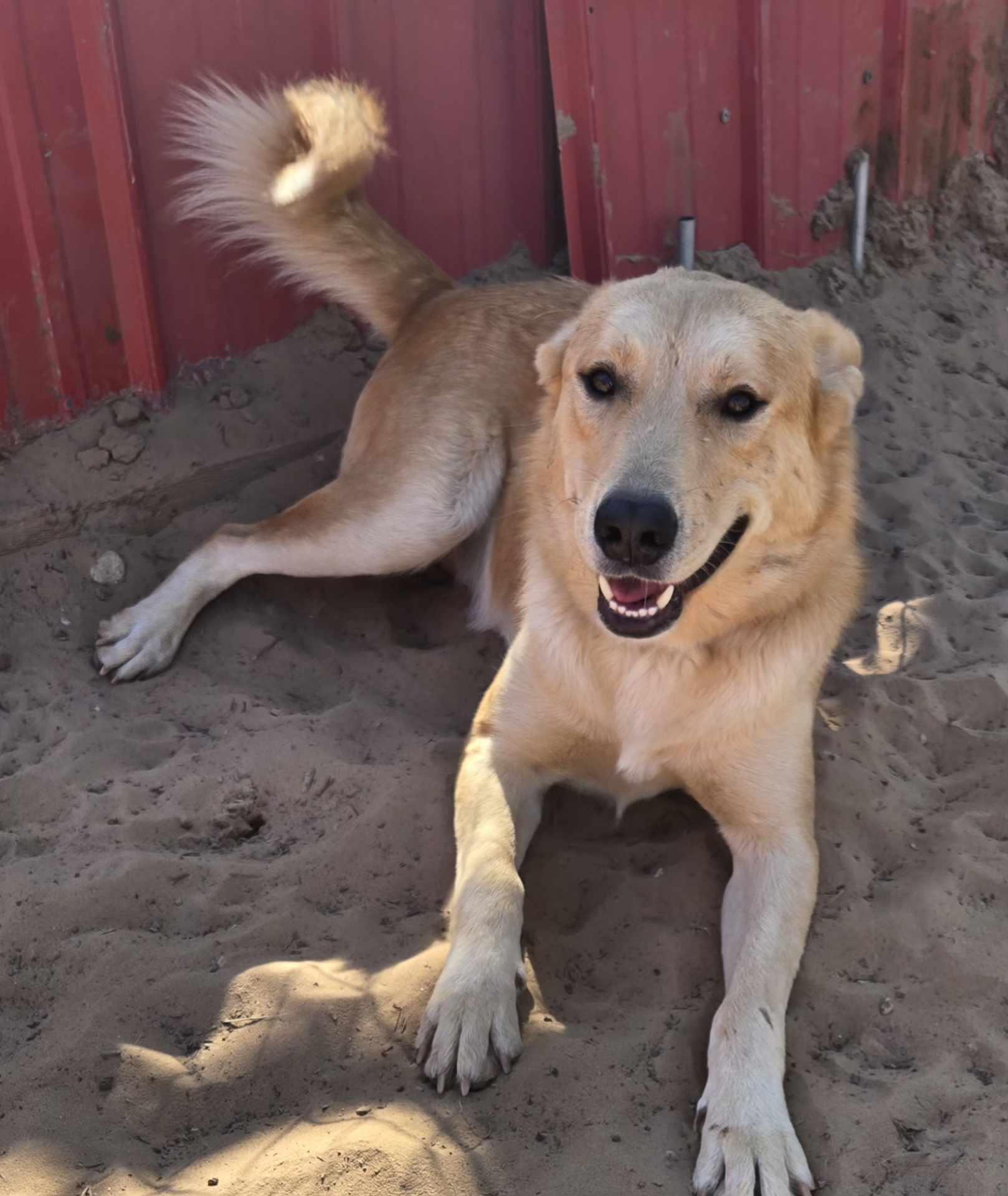 Enlarge POLO 425, a ADOPTABLE mixed breed in Milwaukee, WI image 6/6