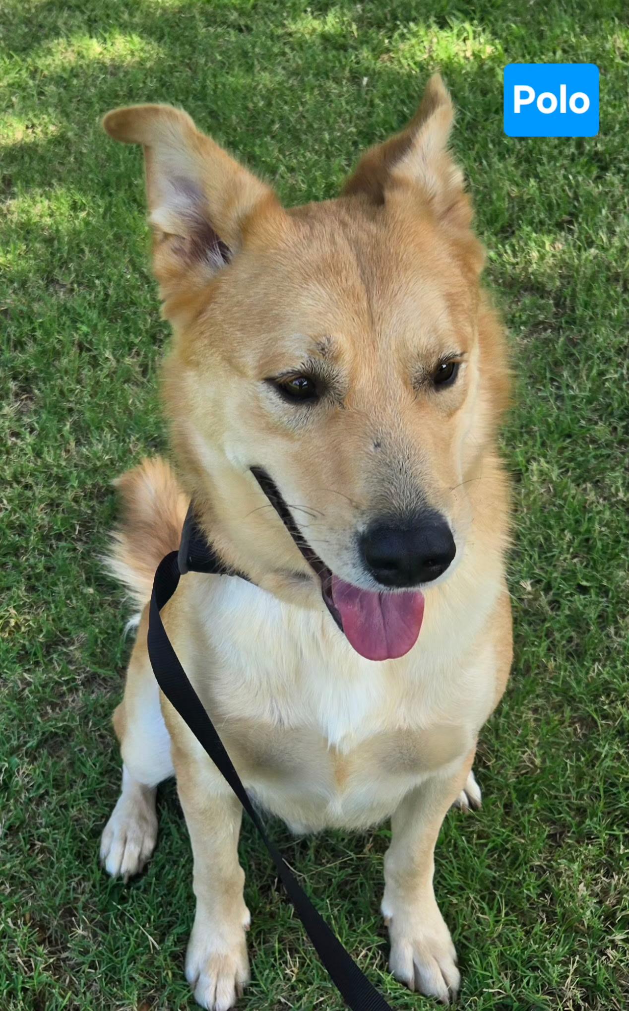 Enlarge POLO 425, a ADOPTABLE mixed breed in Milwaukee, WI image 3/6