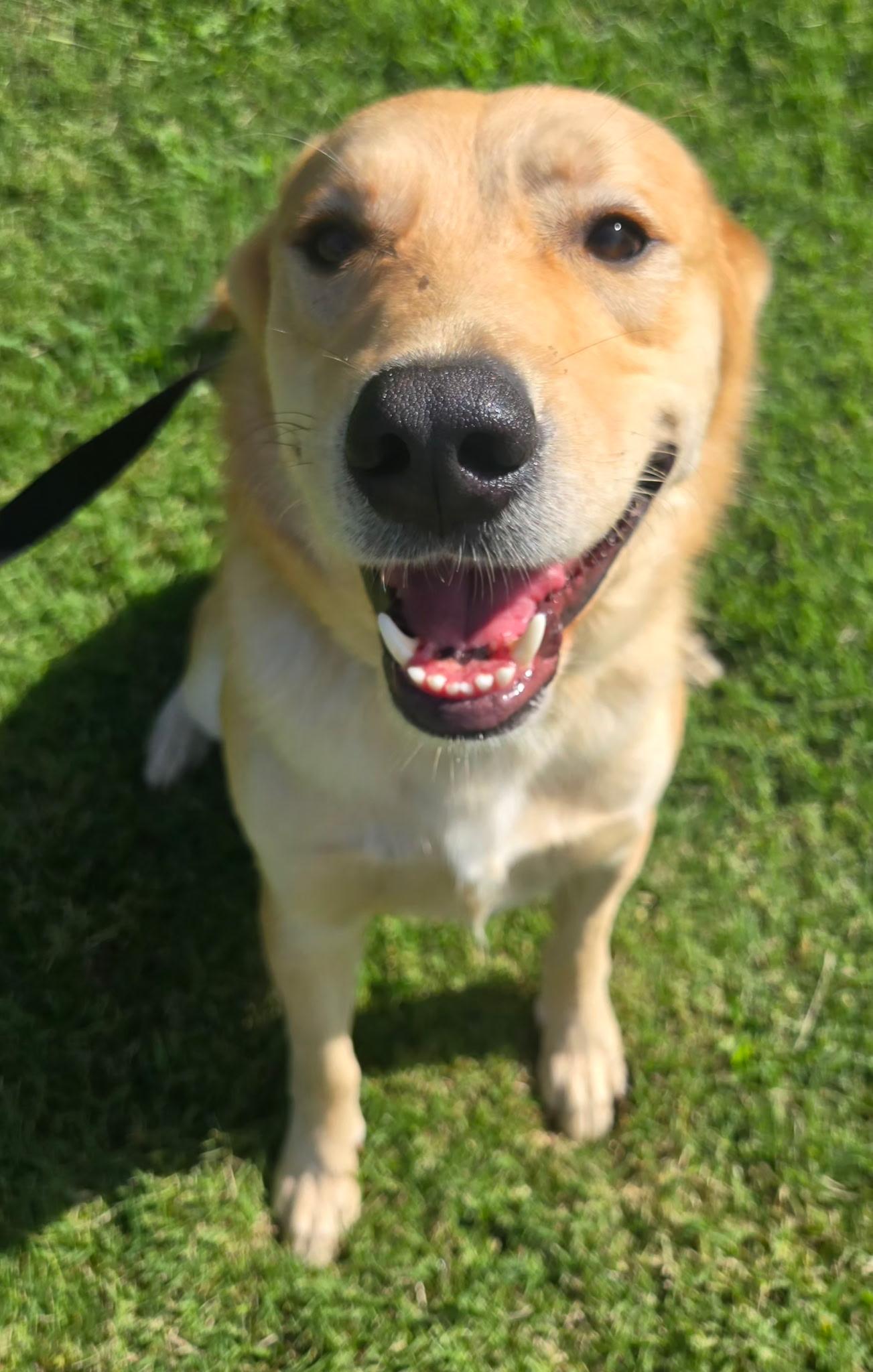POLO 425, ADOPTABLE, Adult Male Retriever.