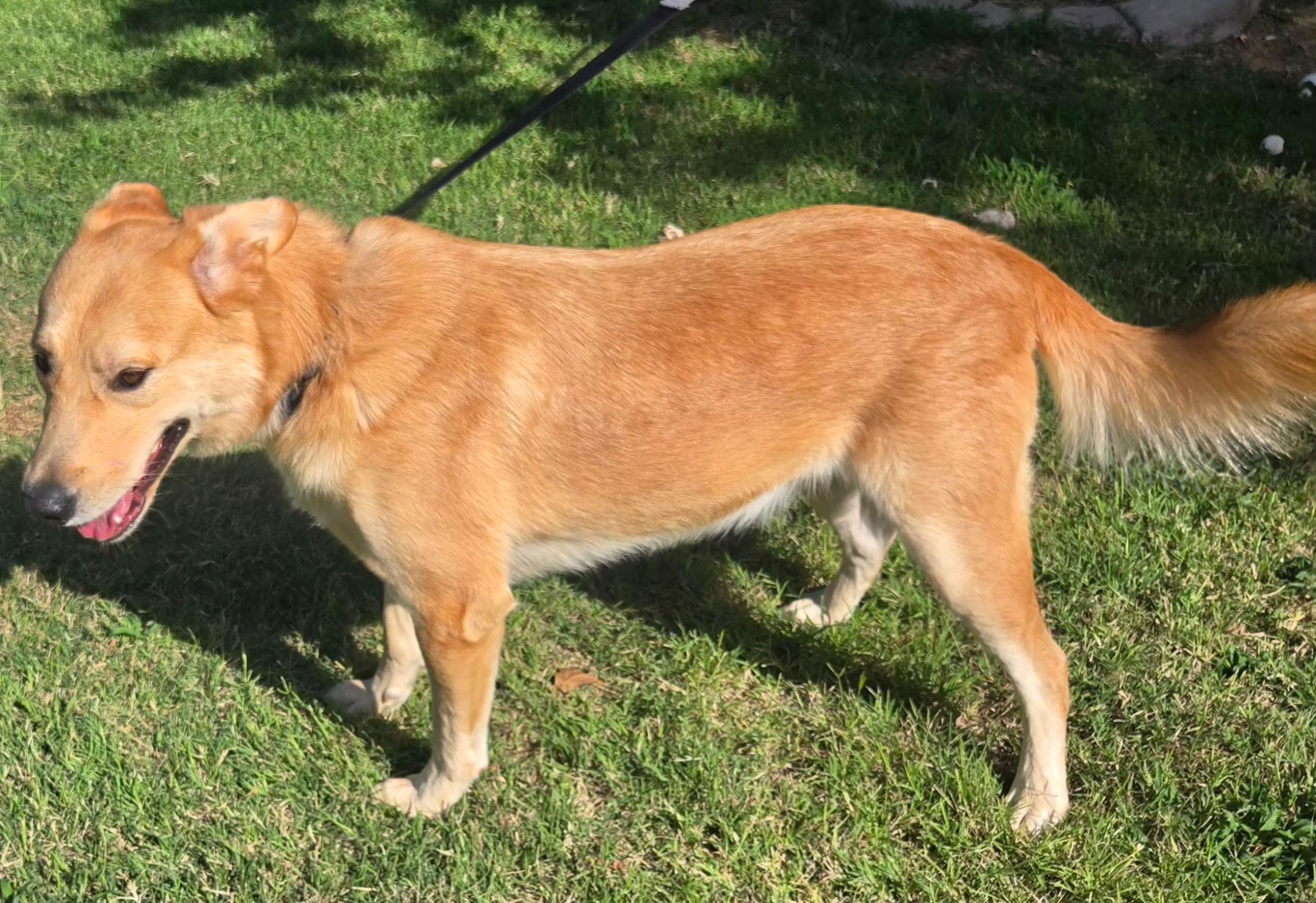 Enlarge POLO 425, a ADOPTABLE mixed breed in Milwaukee, WI image 2/6