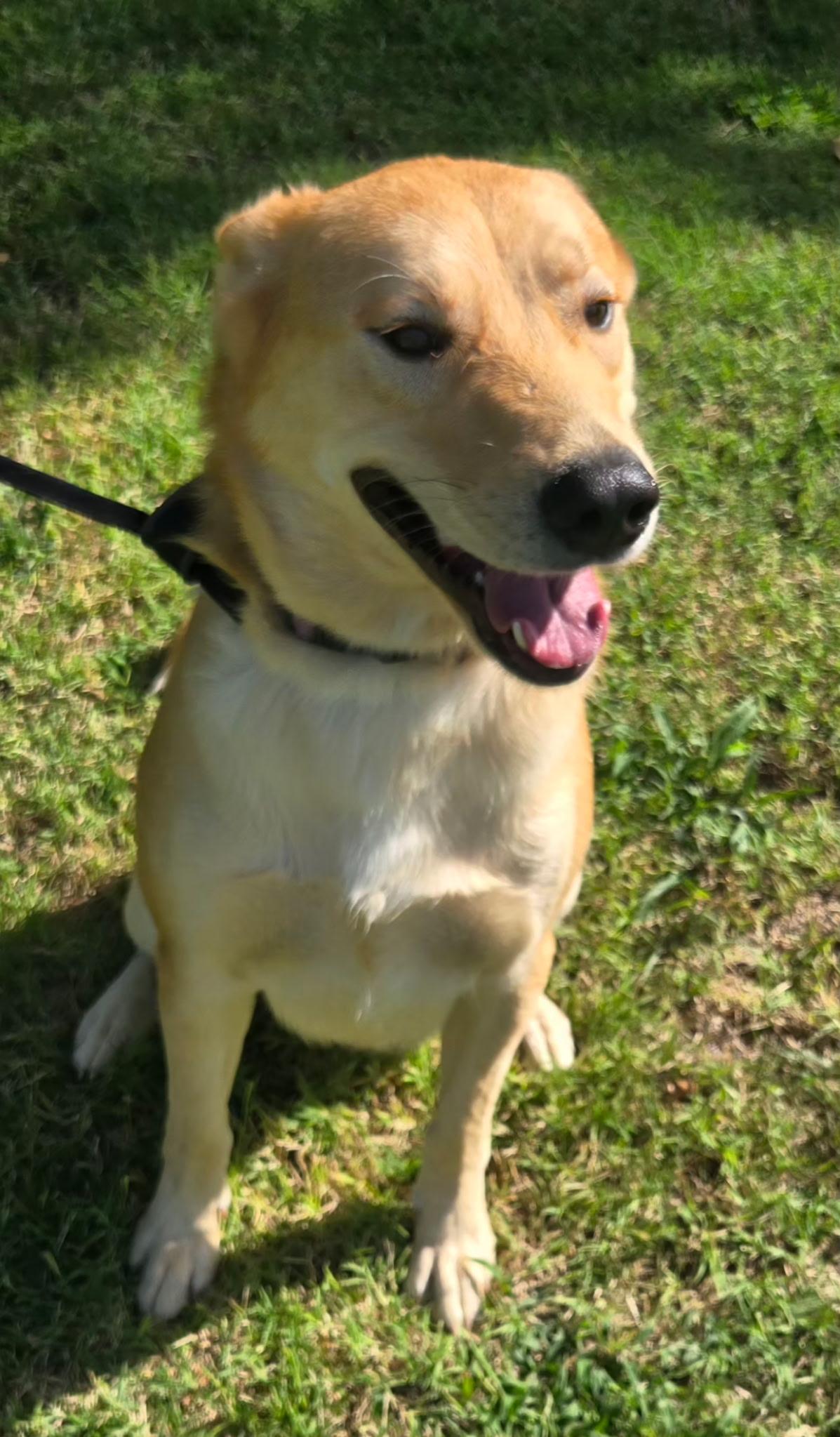 Enlarge POLO 425, a ADOPTABLE mixed breed in Milwaukee, WI image 5/6