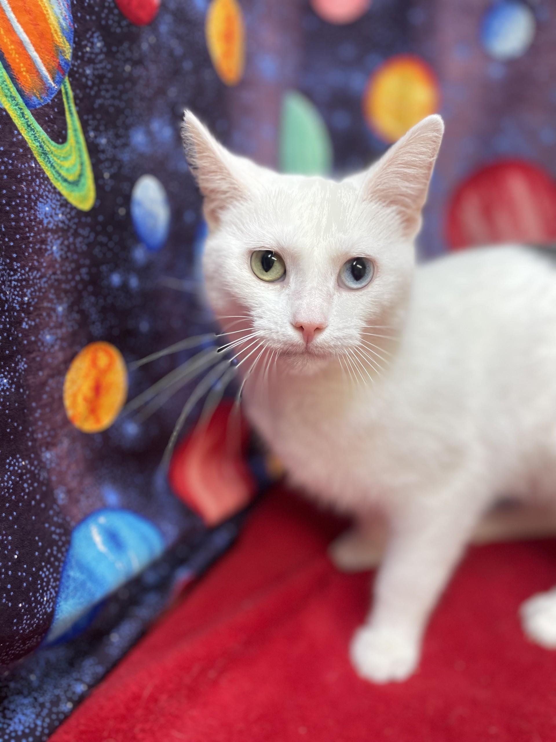Marlowe, an adoptable mixed breed in Upper Sandusky, OH image 2/3
