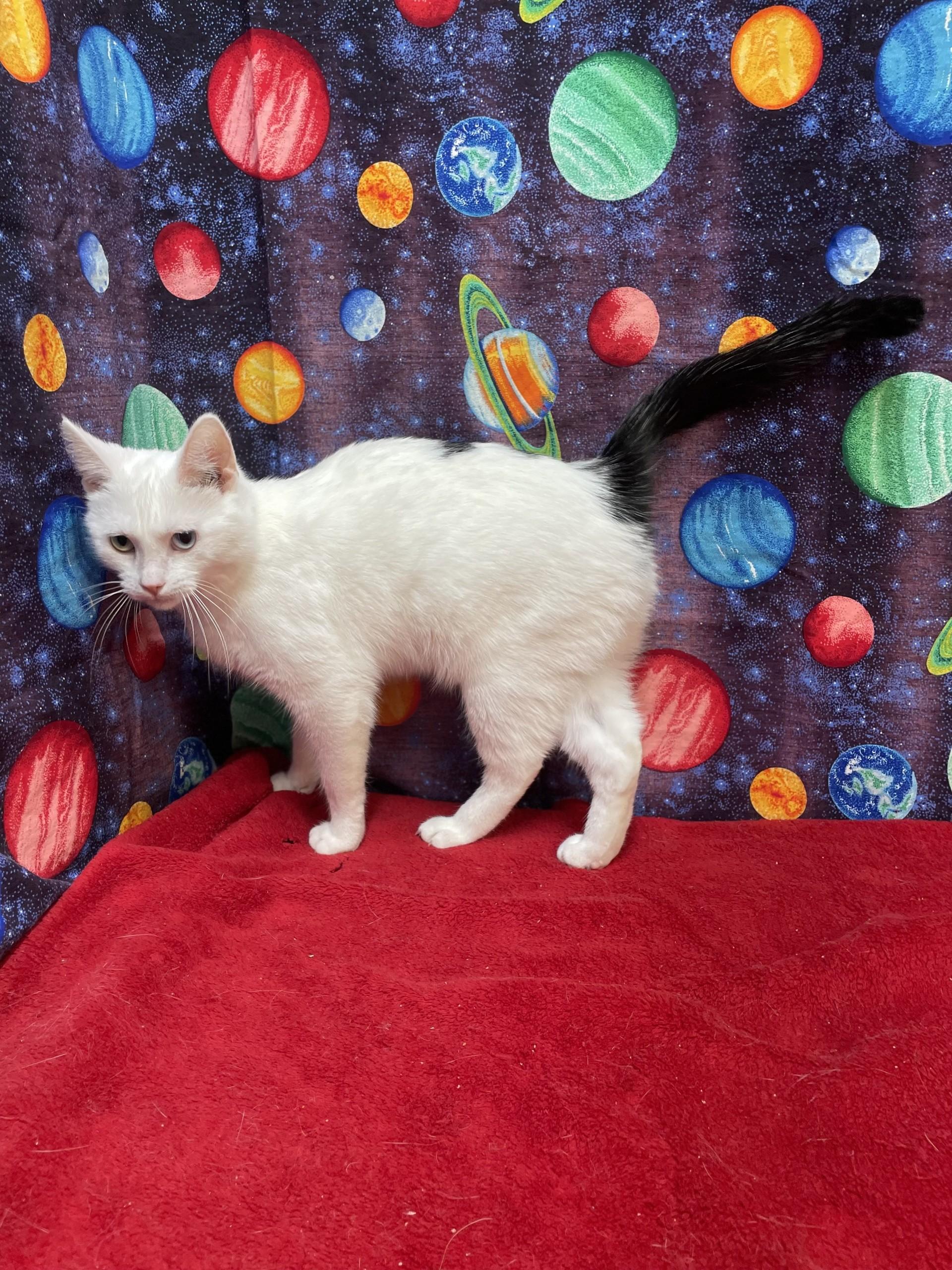 Marlowe, an adoptable mixed breed in Upper Sandusky, OH image 3/3