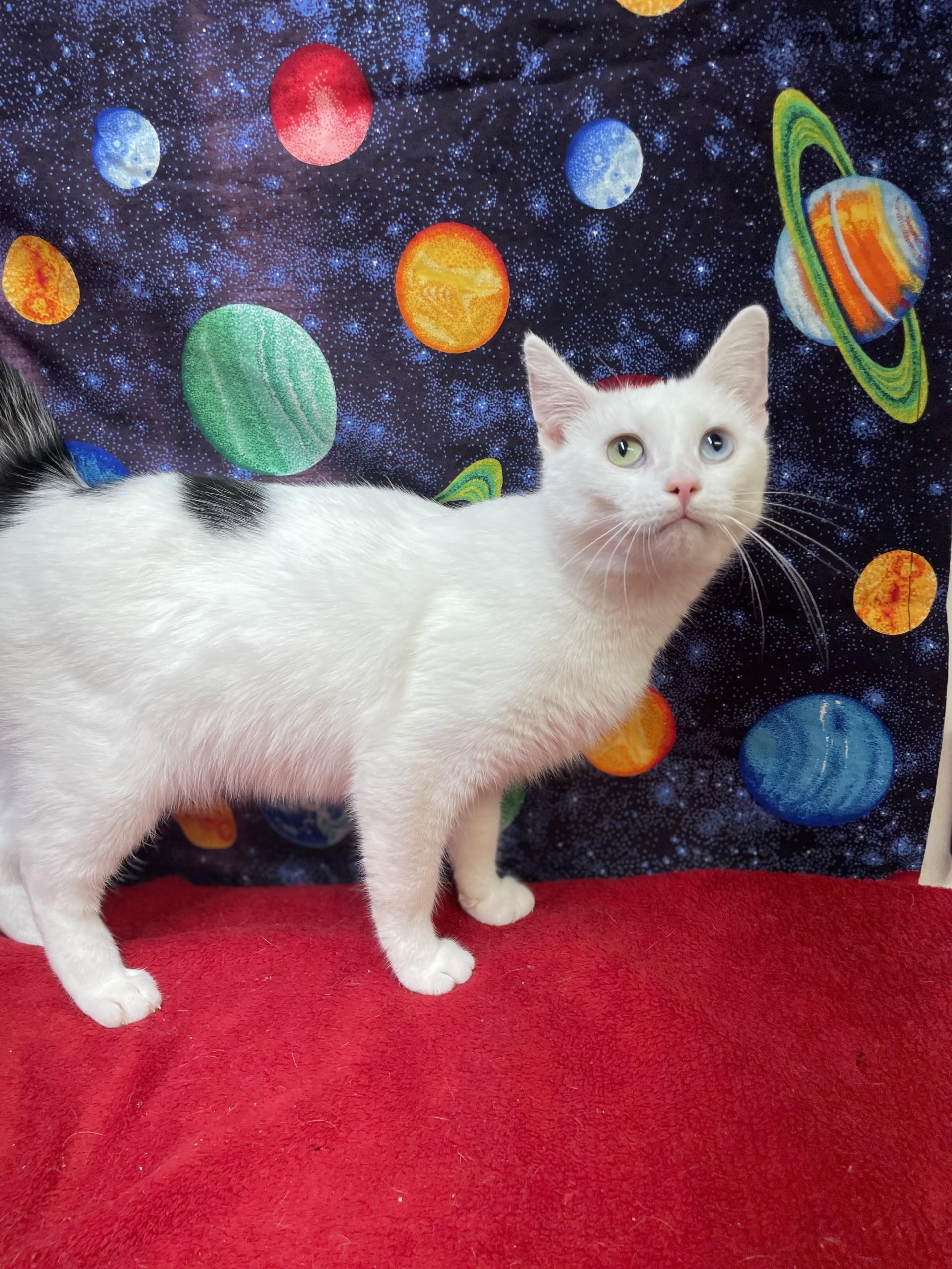 Marlowe, an adoptable mixed breed in Upper Sandusky, OH image 1/3