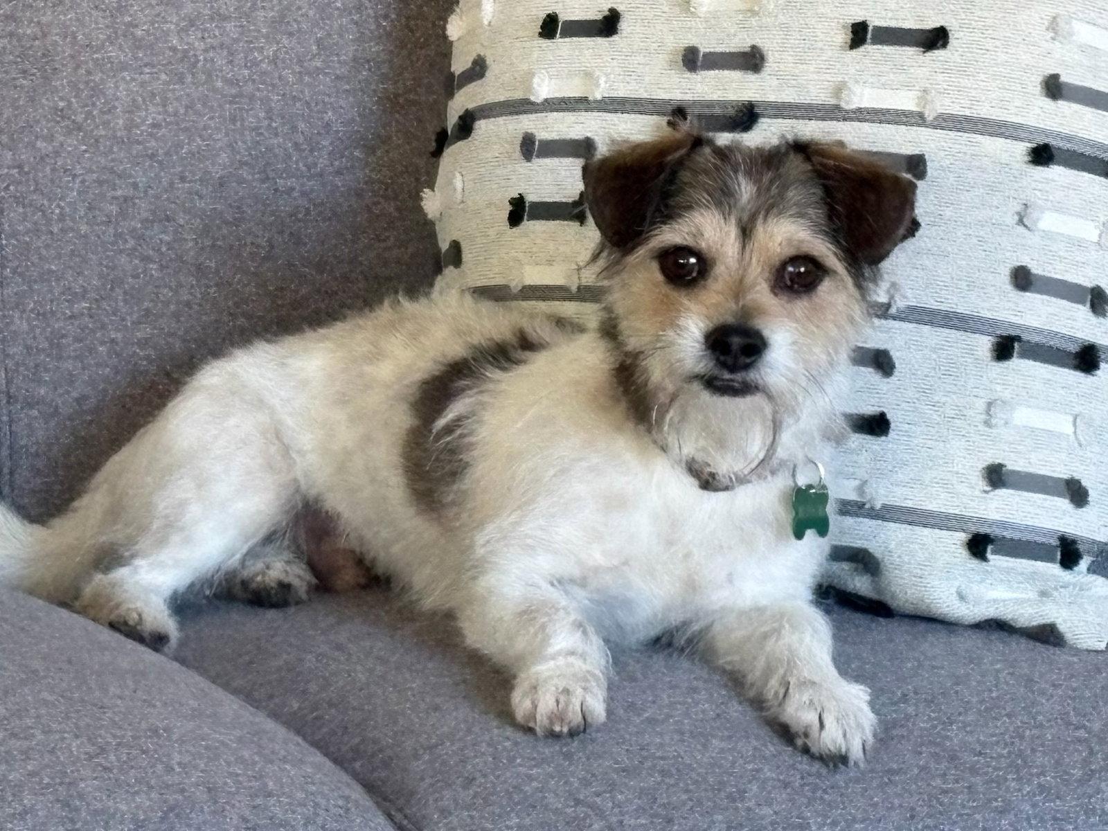 Enlarge Cosmo, a Adopted mixed breed in Glendale, AZ image 1/1