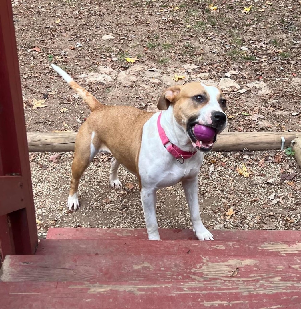 Resi, a Adoptable mixed breed image 1/5