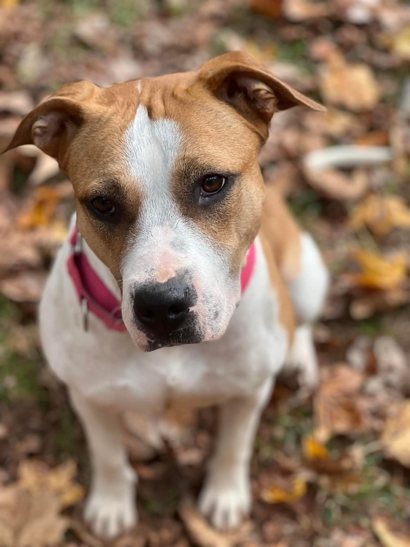 Resi, a Adoptable mixed breed image 2/5