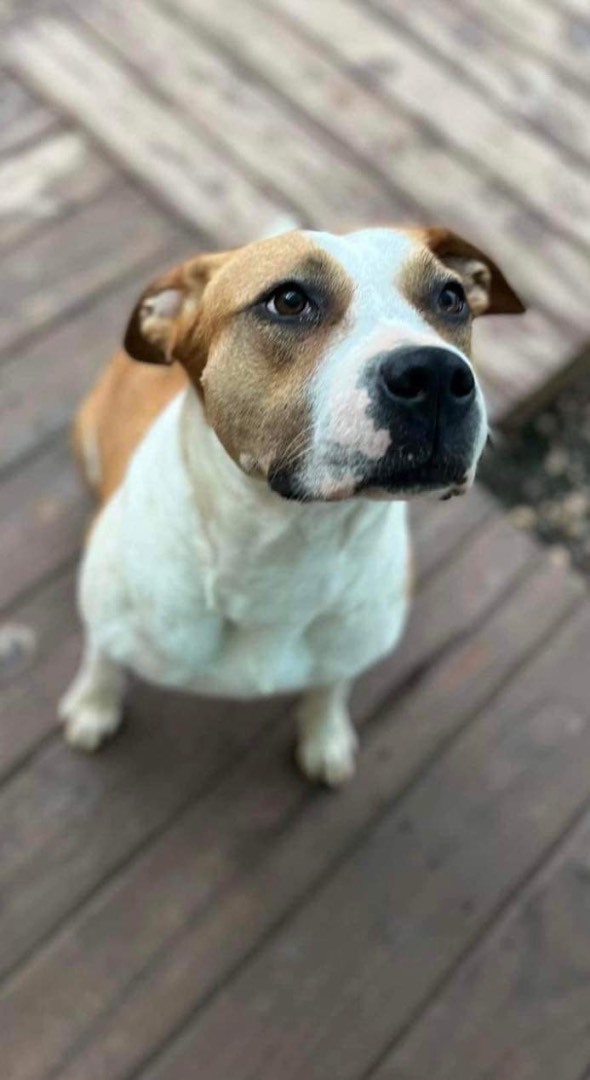 Resi, a Adoptable mixed breed image 3/5