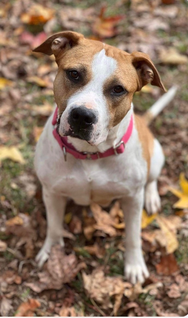 Resi, a Adoptable mixed breed image 4/5