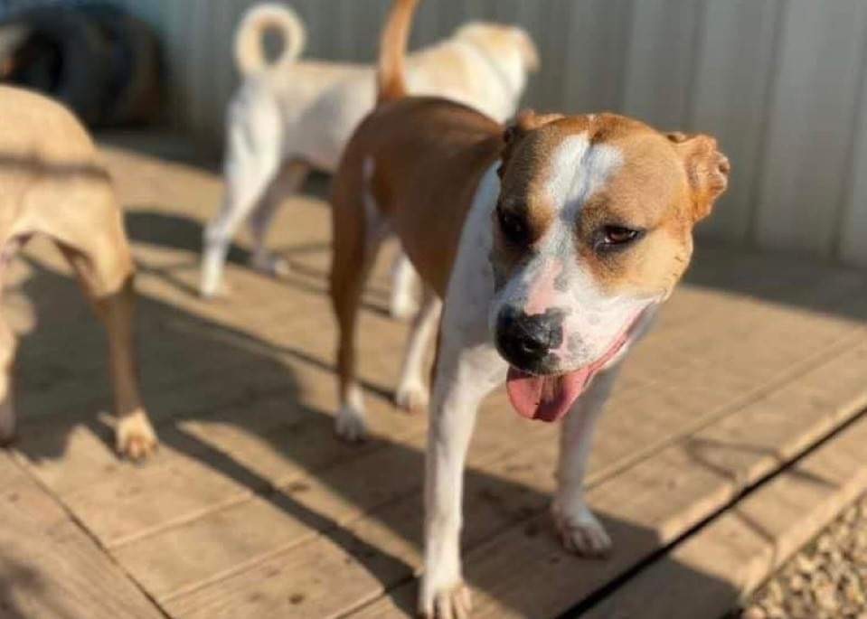 Resi, a Adoptable mixed breed image 5/5