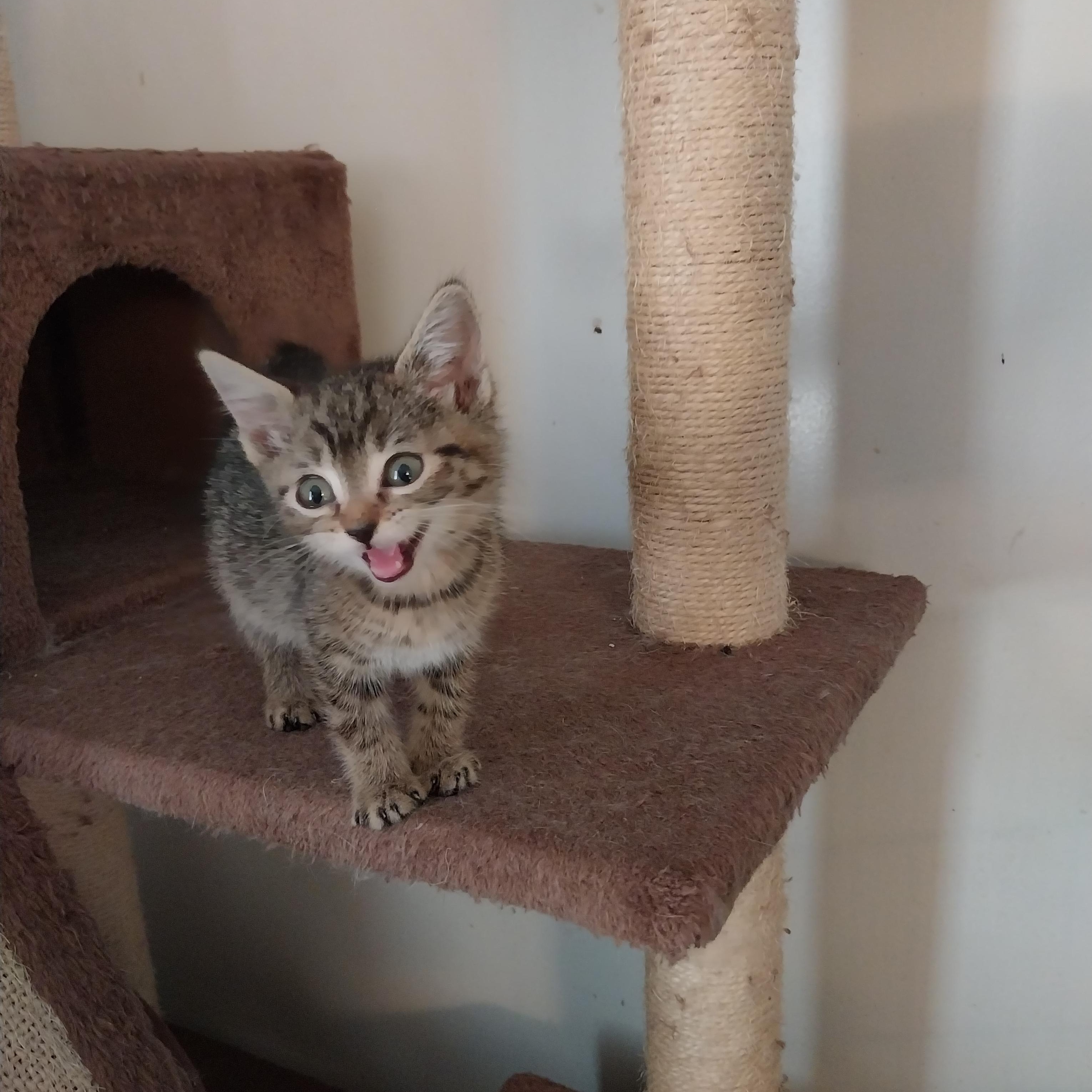 Moiya, a Adopted Domestic Short Hair in Aylett, VA image 2/2