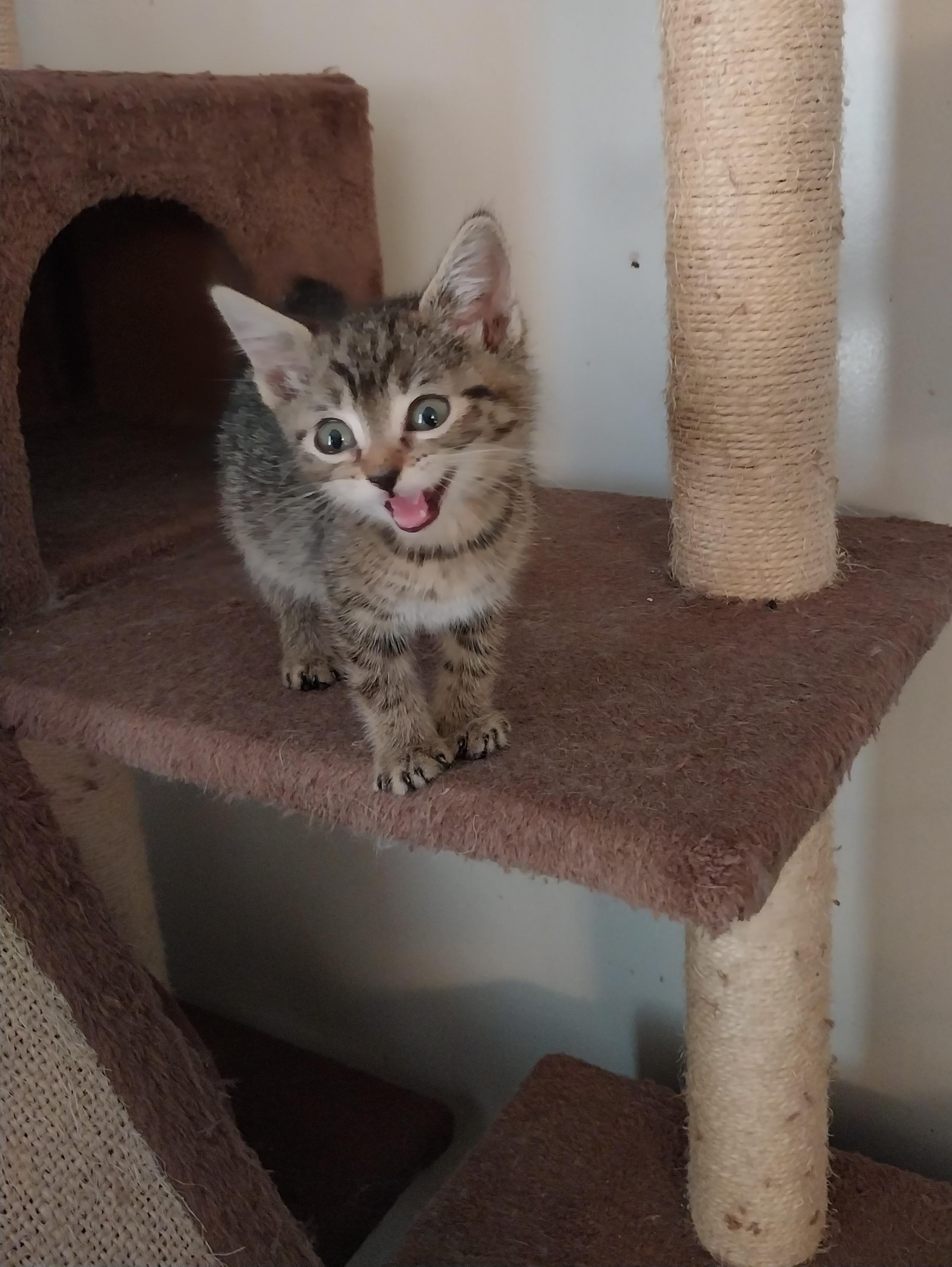 Moiya, a Adopted Domestic Short Hair in Aylett, VA image 1/2