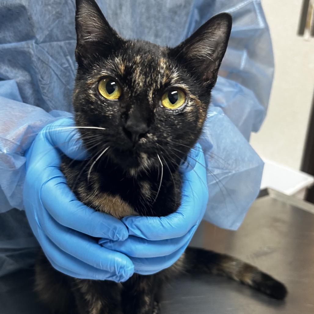 Enlarge Chai, a Adoptable Domestic Short Hair in Pensacola, FL image 1/1