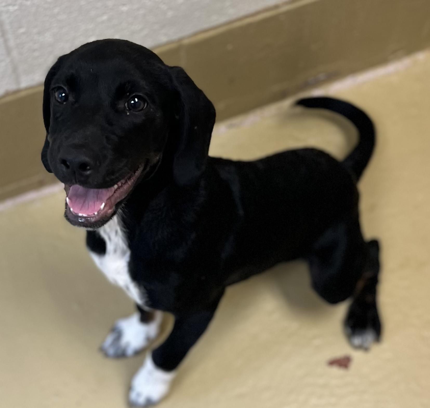 Peewee, an adoptable Labrador Retriever Mix in Greensboro, GA_image-1