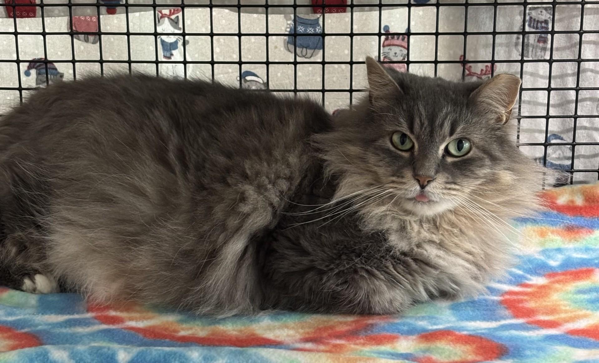 Violet Beauregard, a ADOPTABLE Domestic Long Hair in Altoona, PA image 2/2