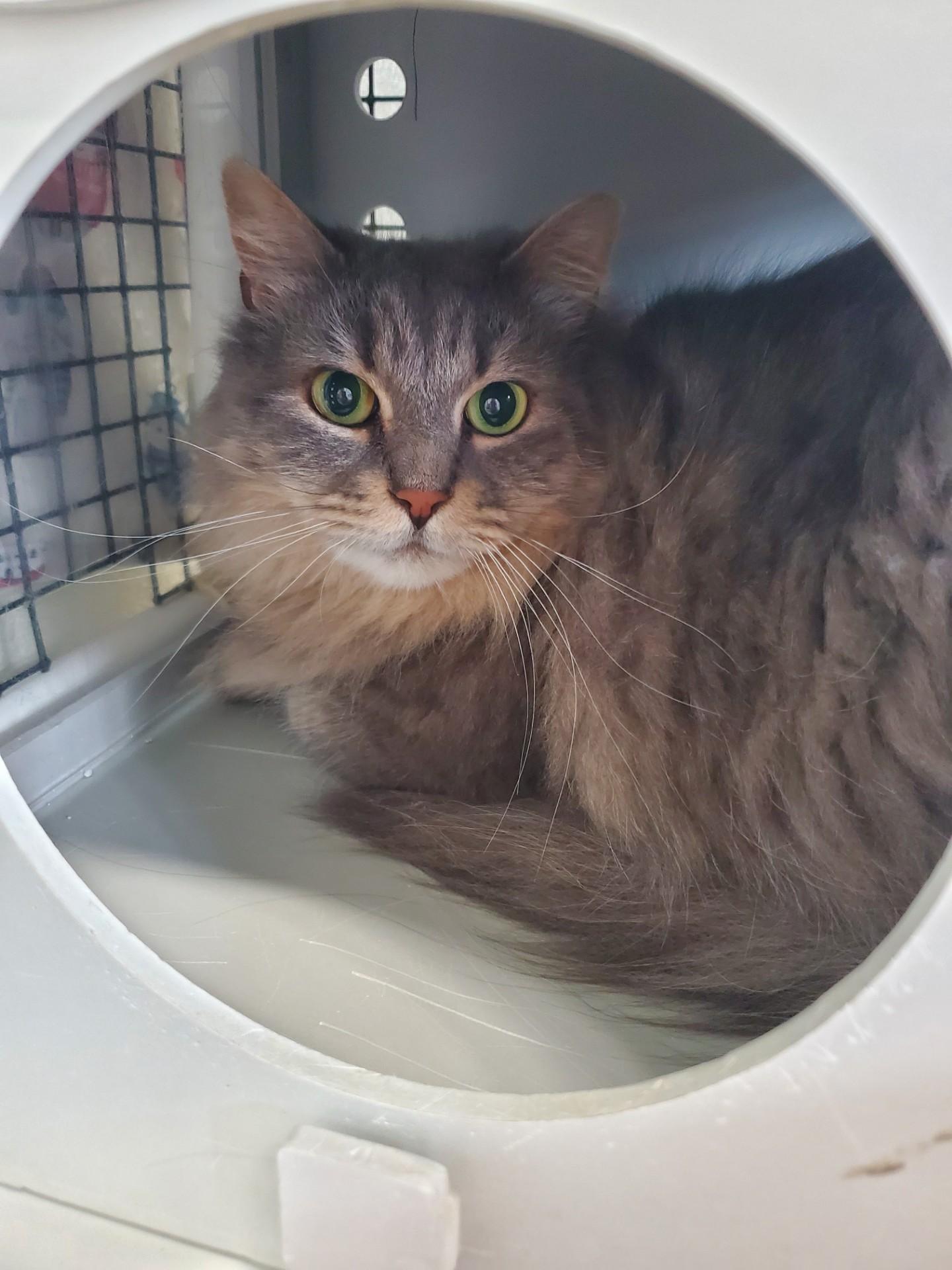 Enlarge Violet Beauregard, a ADOPTABLE Domestic Long Hair in Altoona, PA image 1/1