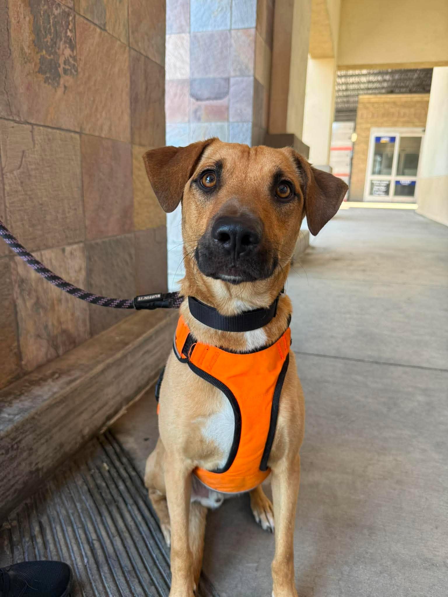 Moose, Adoptable, Adult Male Shepherd & Corgi.