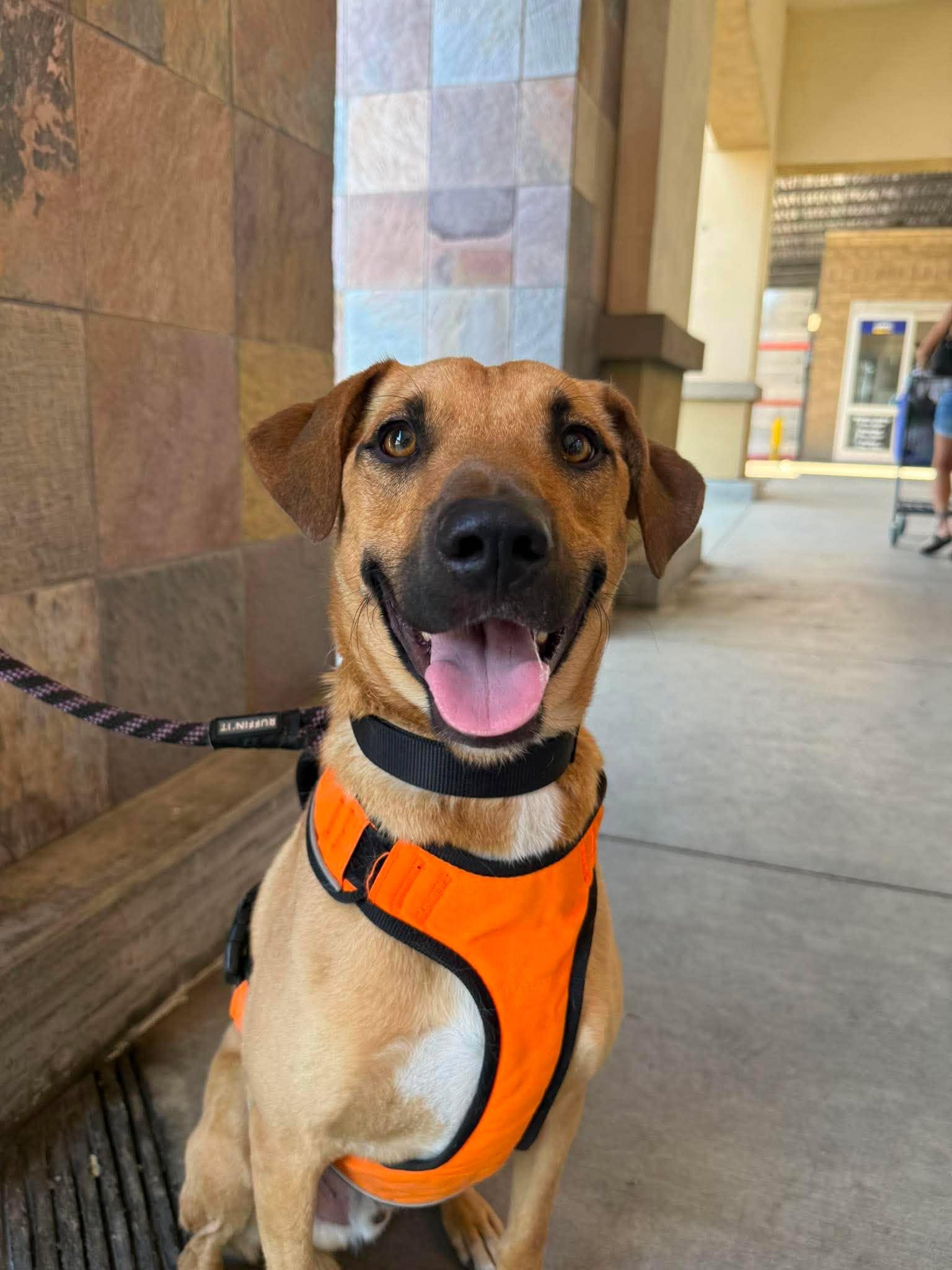 Enlarge Moose, a Adoptable mixed breed in Visalia, CA image 2/3
