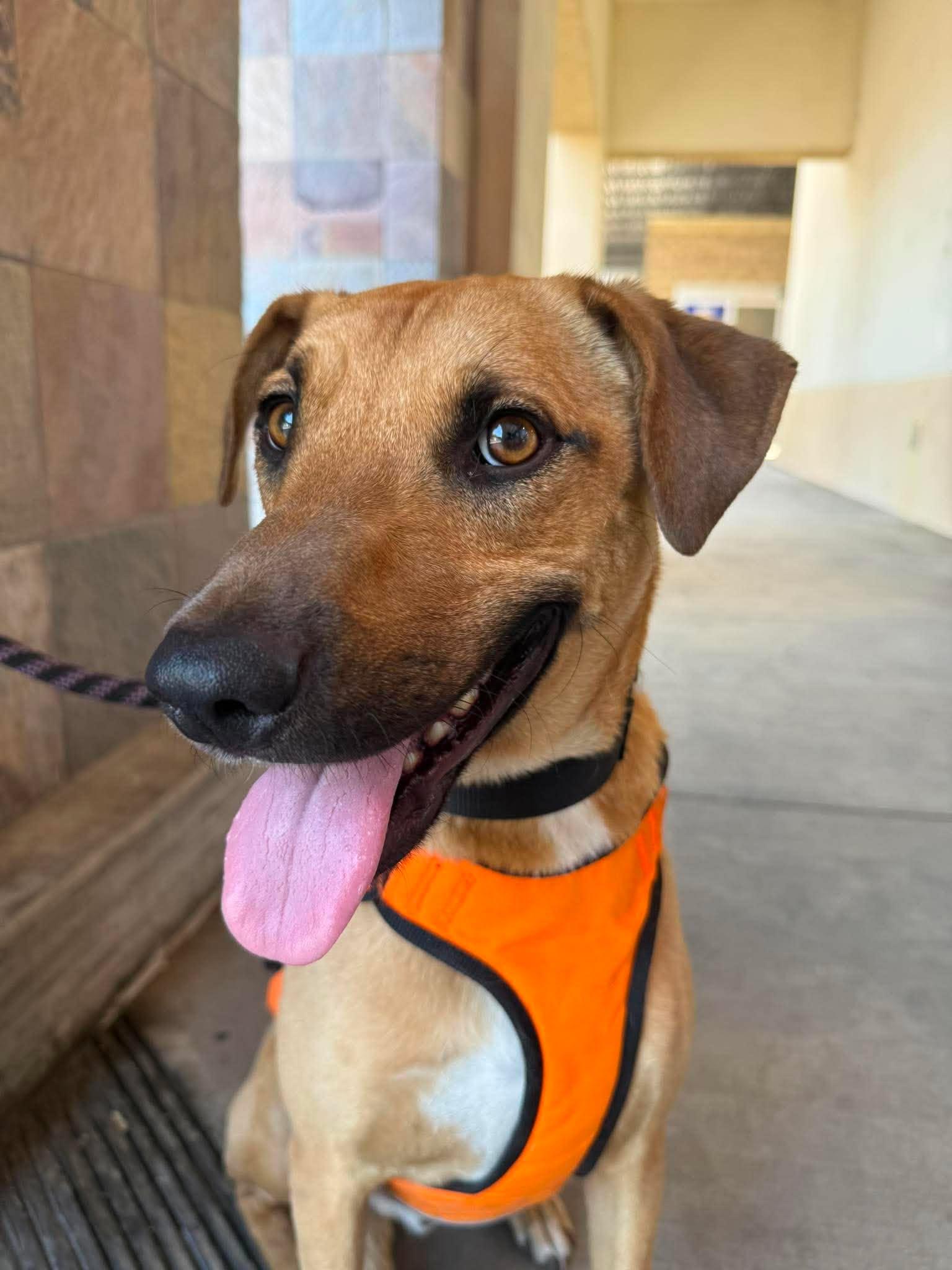 Enlarge Moose, a Adoptable mixed breed in Visalia, CA image 3/3