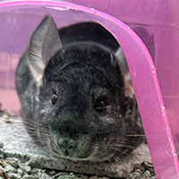 Shelly, Adopted, Young Female Chinchilla.