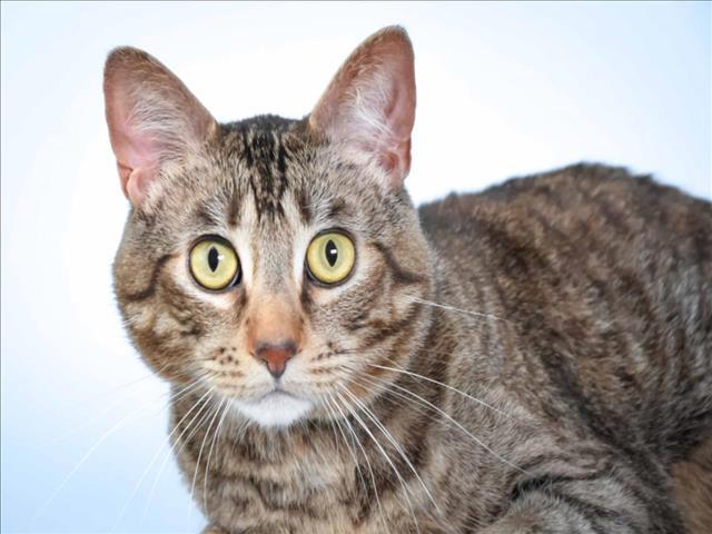 LITTLE JOHN, Adoptable, Young Male Domestic Short Hair.