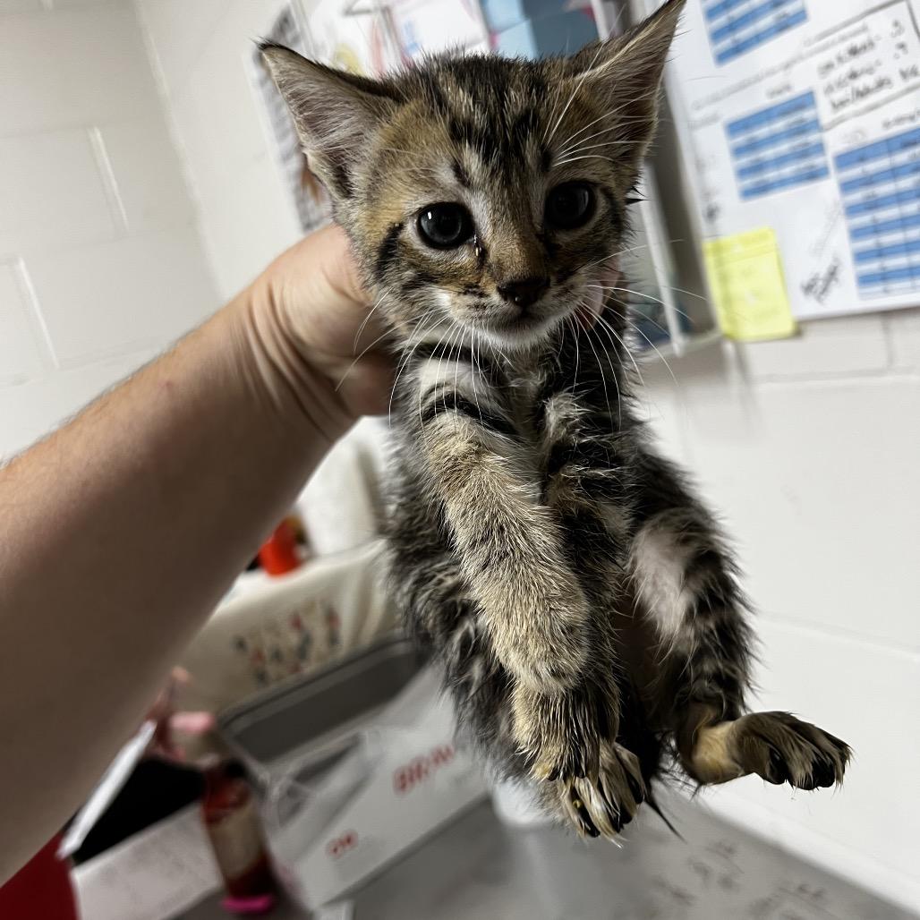 Darnell, Adoptable, Kitten Male Domestic Short Hair.