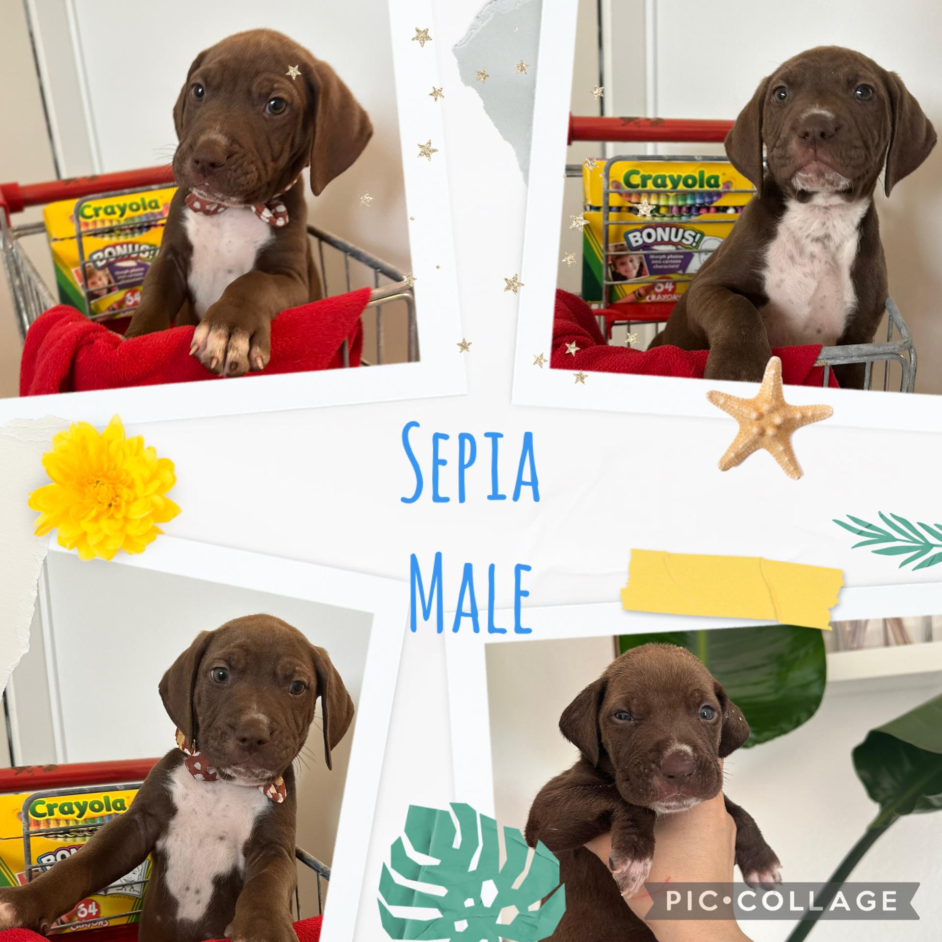 Sepia