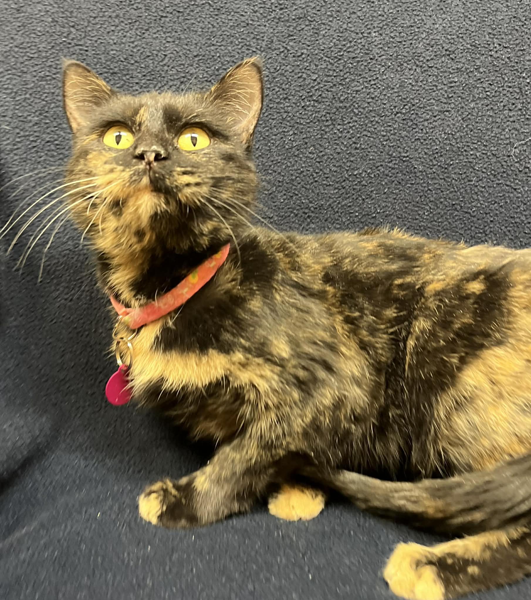 Junia, ADOPTABLE, Adult Female Domestic Short Hair.