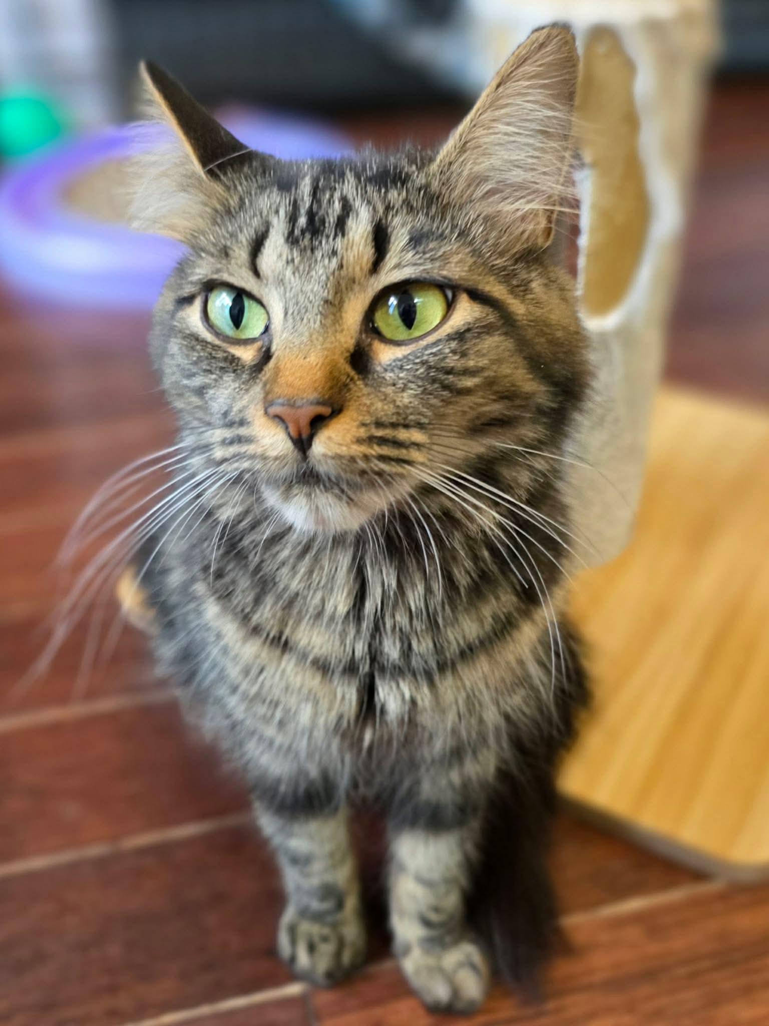 Tessy, a ADOPTABLE Domestic Long Hair in Terrebonne, QC image 5/6
