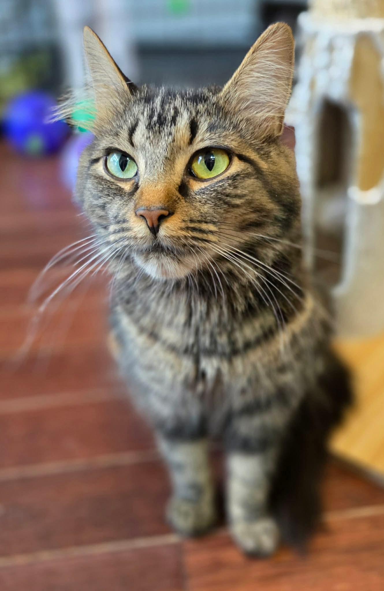 Tessy, ADOPTABLE, Young Female Domestic Long Hair.