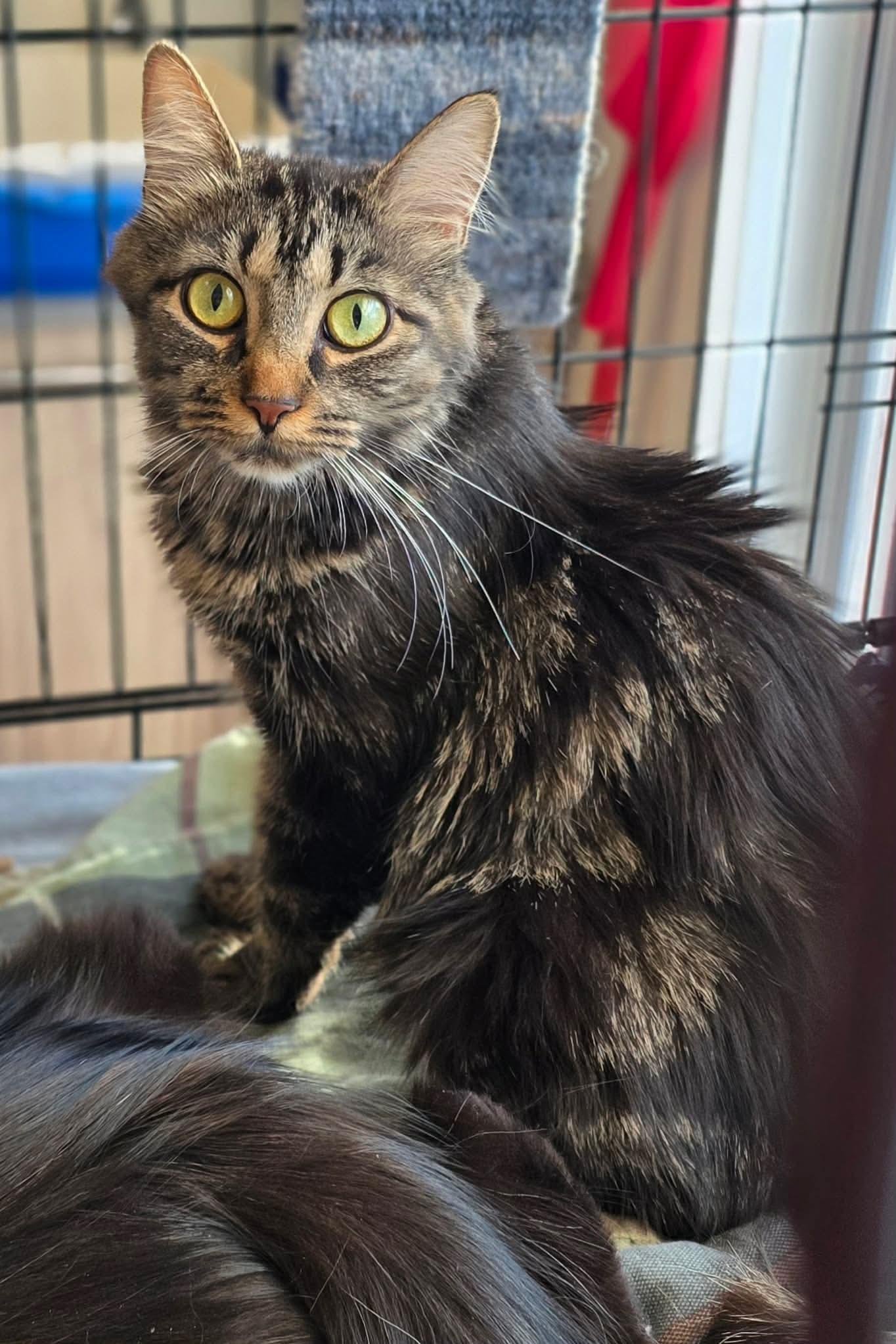 Tessy, a ADOPTABLE Domestic Long Hair in Terrebonne, QC image 6/6