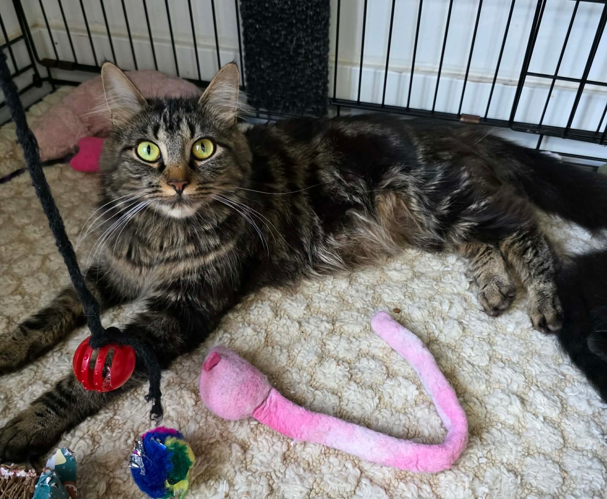 Tessy, a ADOPTABLE Domestic Long Hair in Terrebonne, QC image 4/6