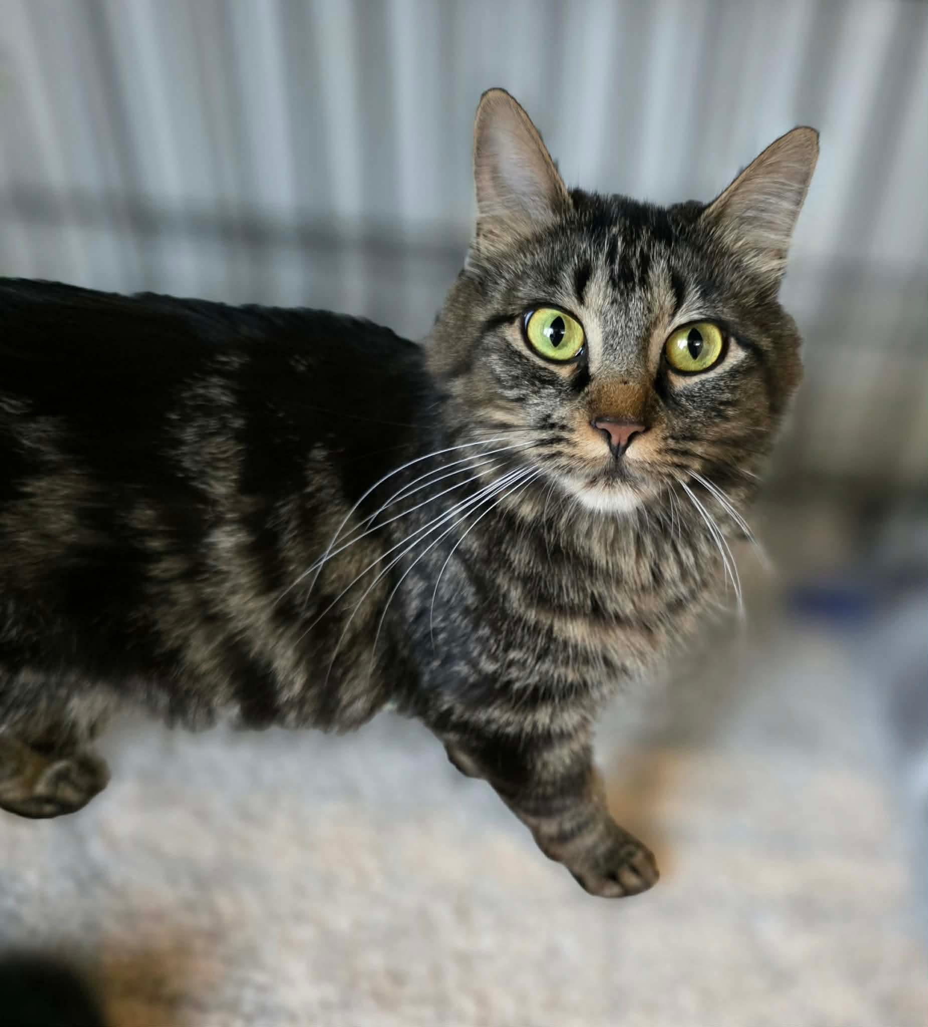 Tessy, a ADOPTABLE Domestic Long Hair in Terrebonne, QC image 3/6