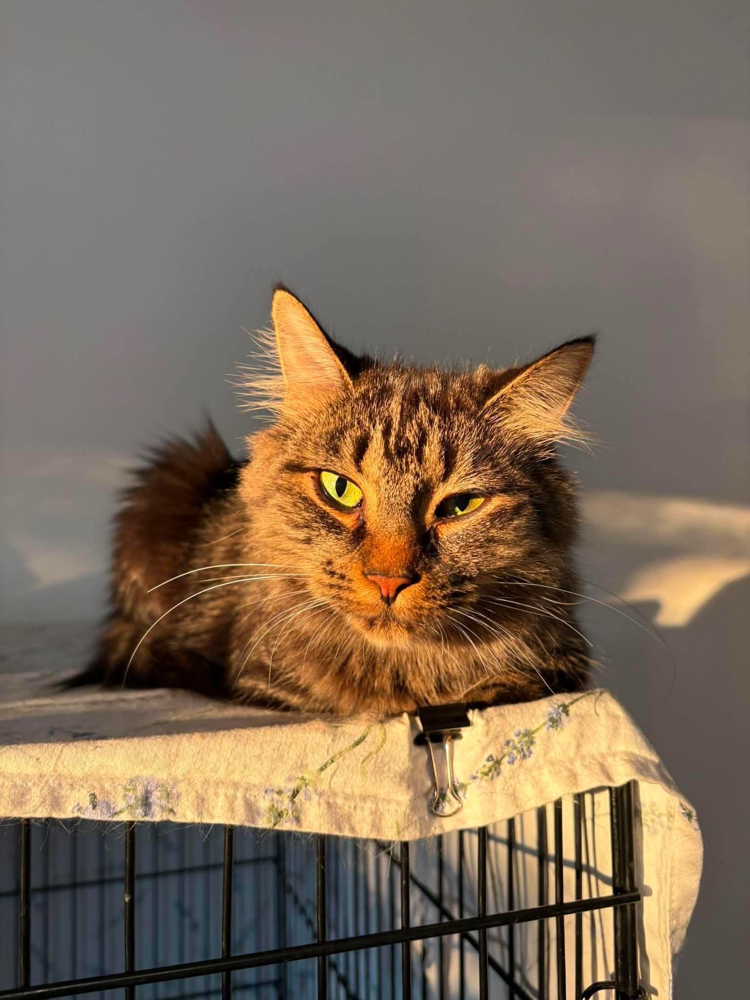 Tessy, a ADOPTABLE Domestic Long Hair in Terrebonne, QC image 6/6