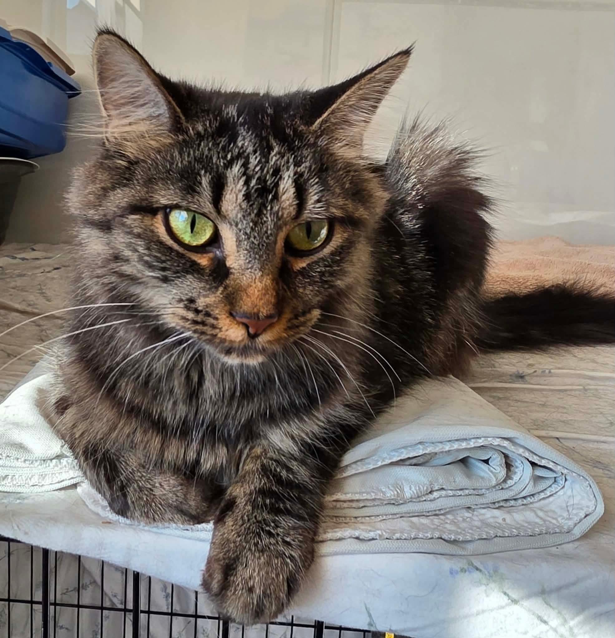 Tessy, ADOPTABLE, Young Female Domestic Long Hair.