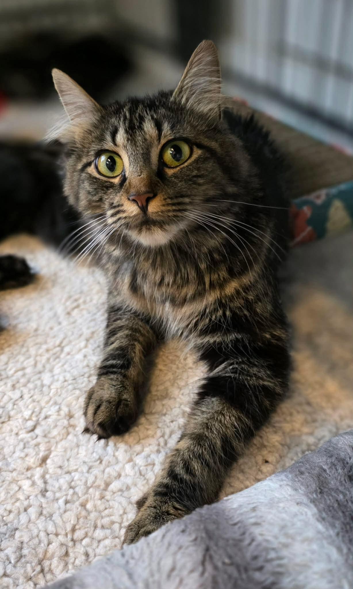 Tessy, a ADOPTABLE Domestic Long Hair in Terrebonne, QC image 2/6