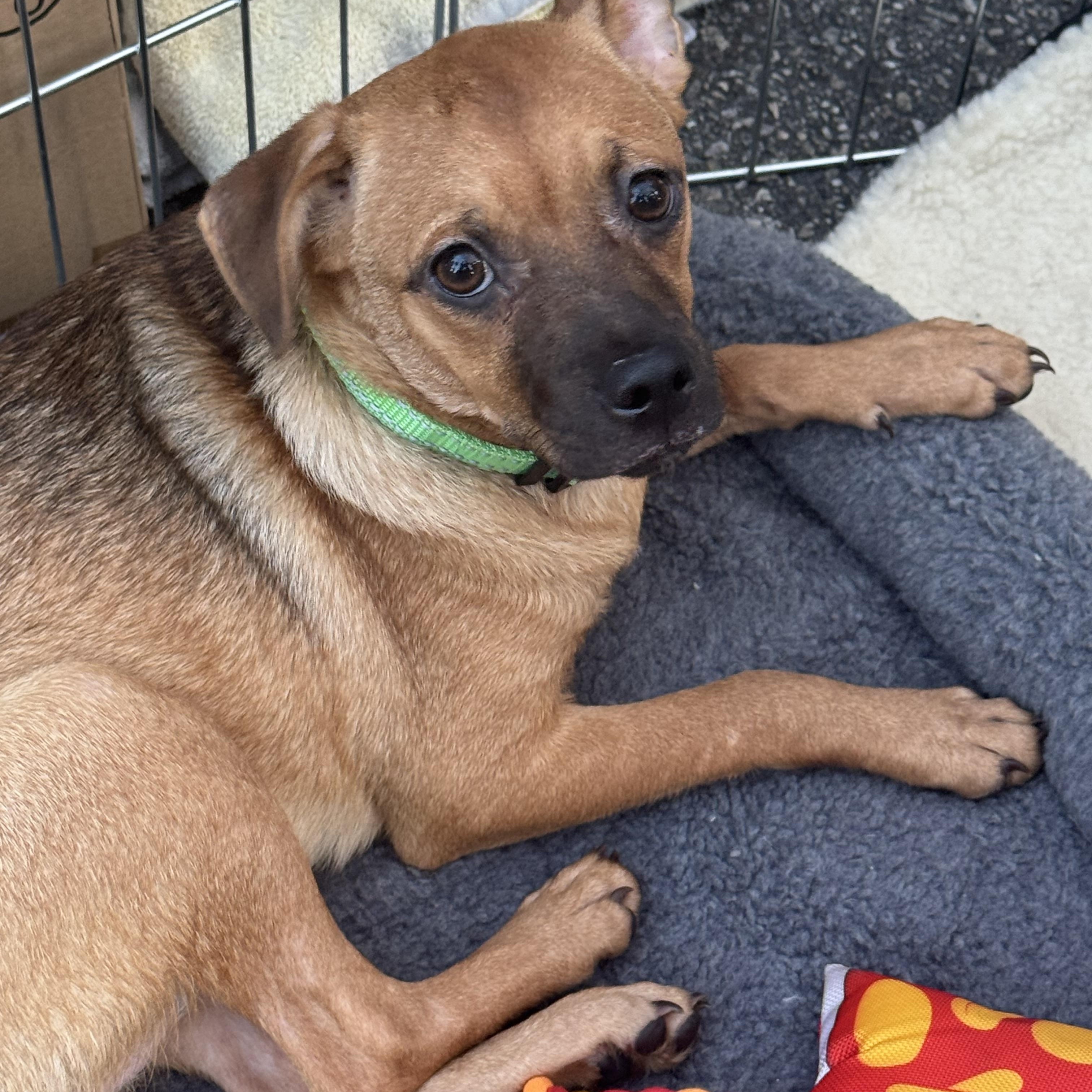 Rose, an adoptable Puggle in Van Nuys, CA, 91405 | Photo Image 4